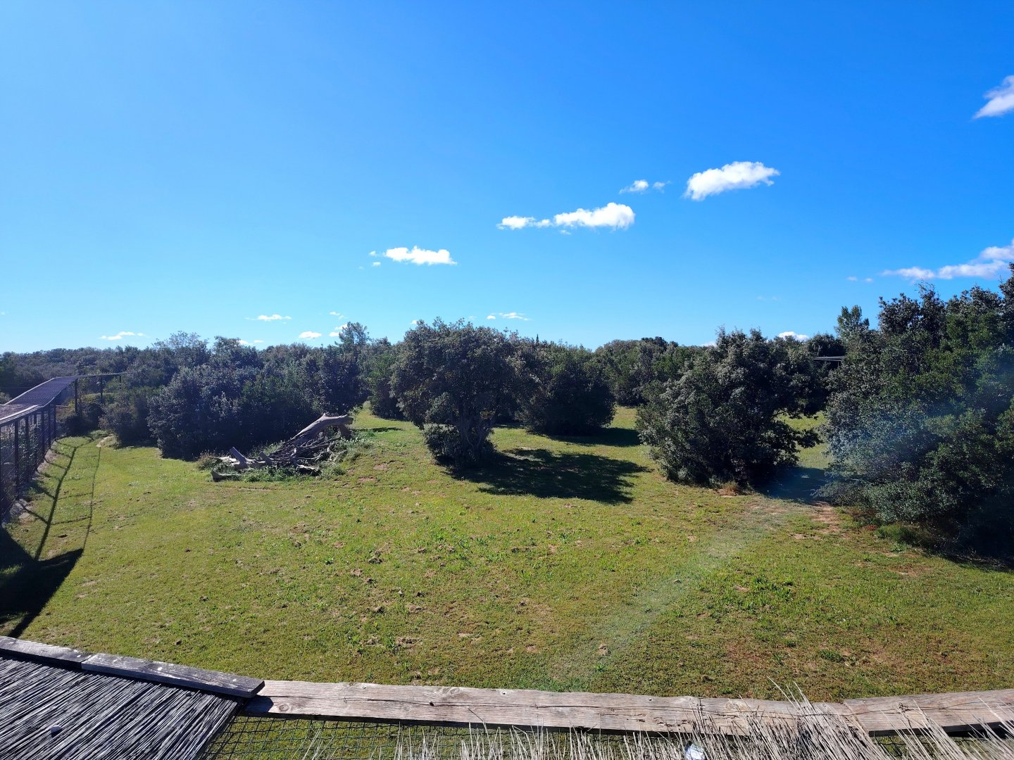 South African Cheetah Exhibit