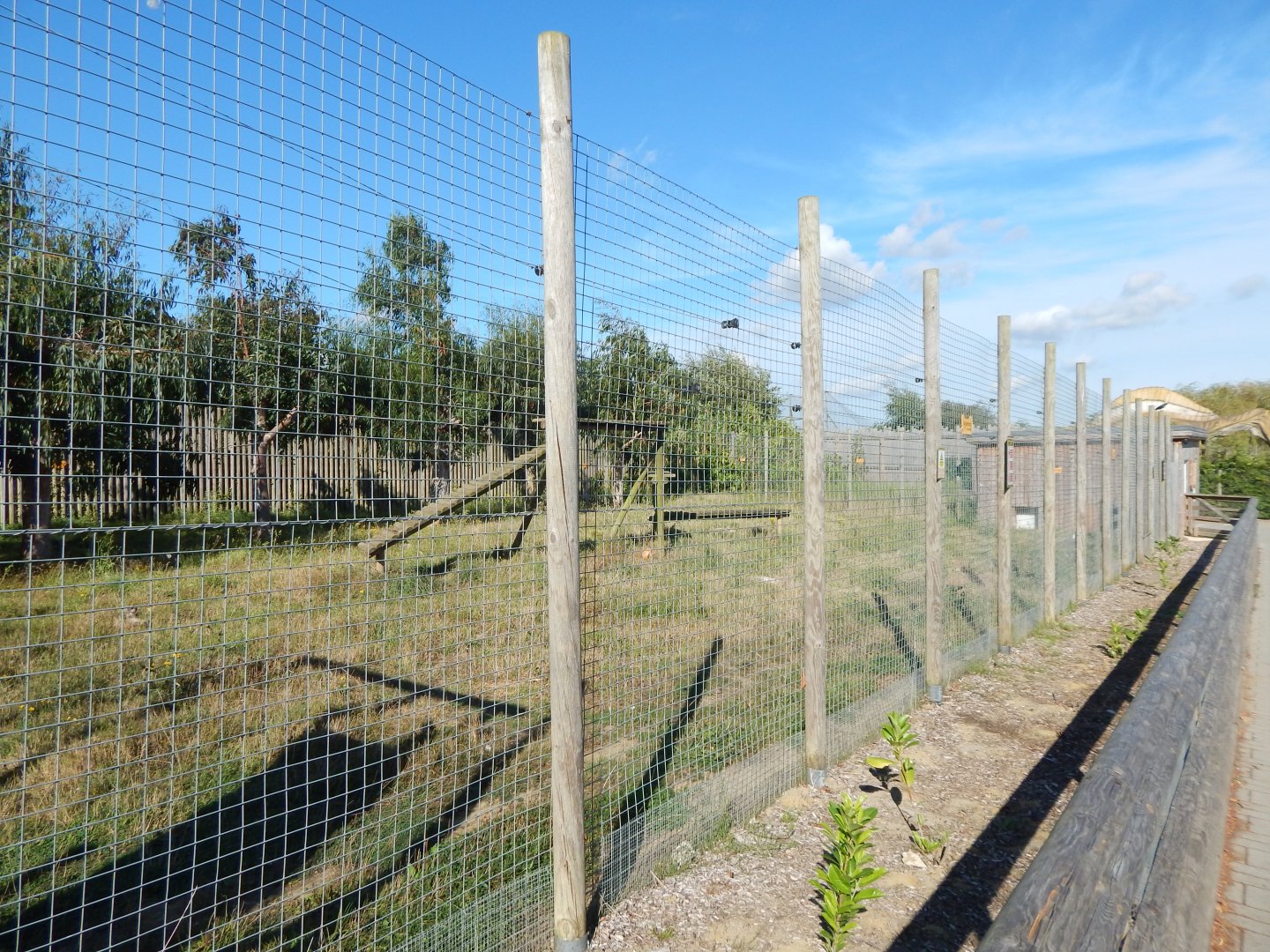 South African cheetah habitat 030924