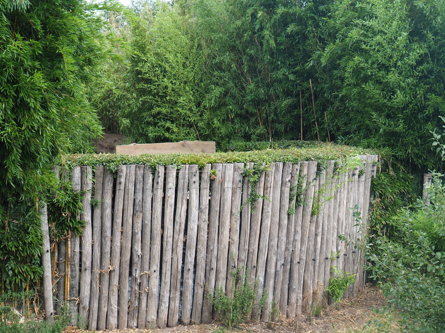 South African cheetah viewing area - Seen from across the exhibit, 2019-08-11