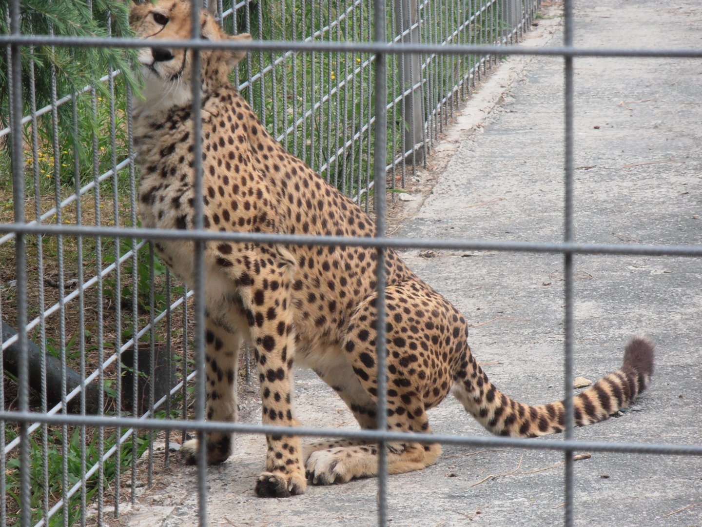 South african cheetah-Zoo Bassin D'Arcachon (2012)
