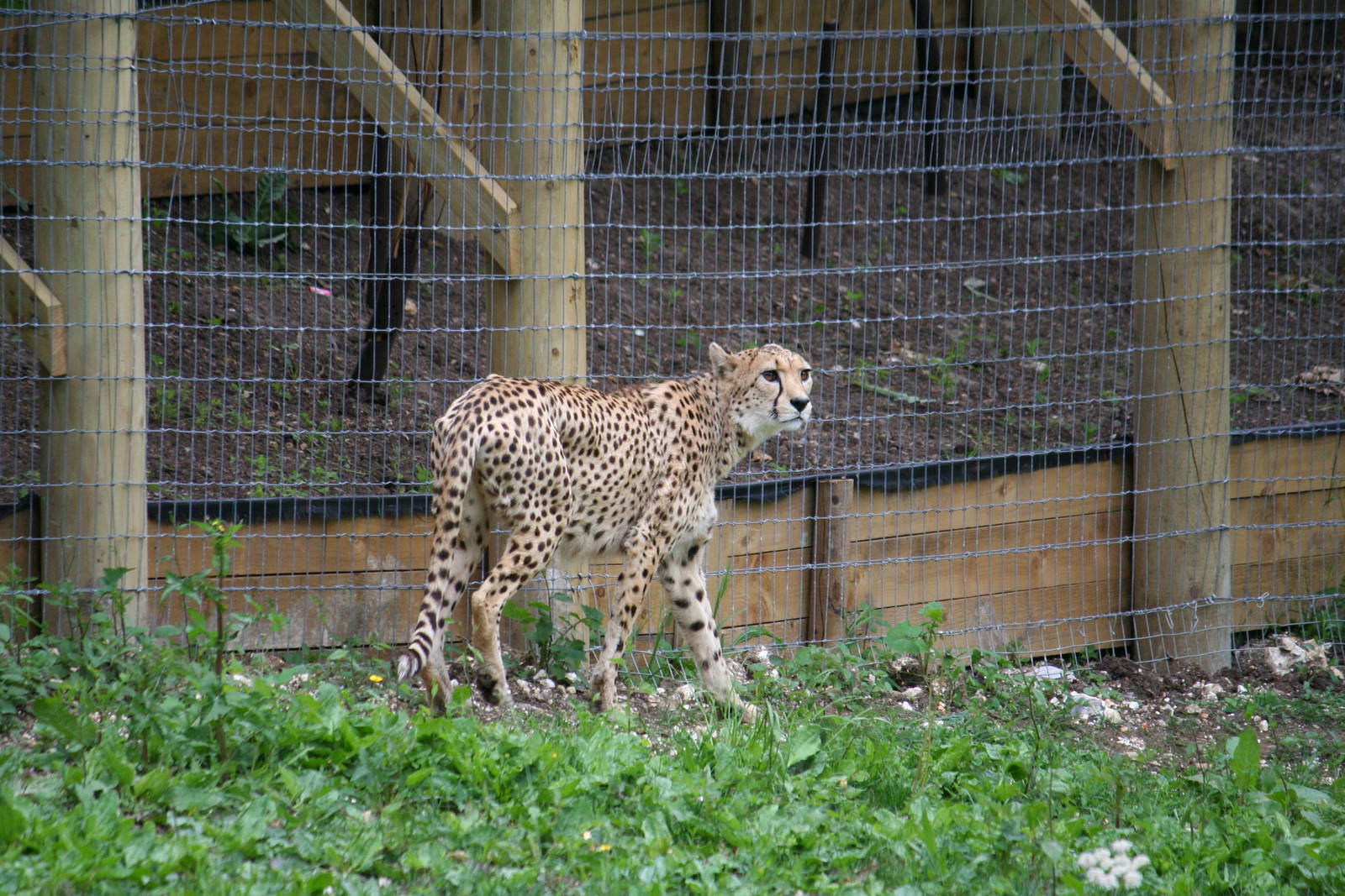 South African cheetah