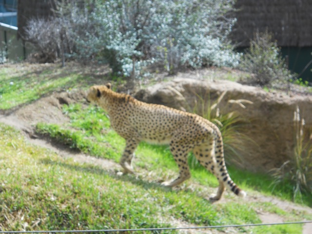South African cheetah