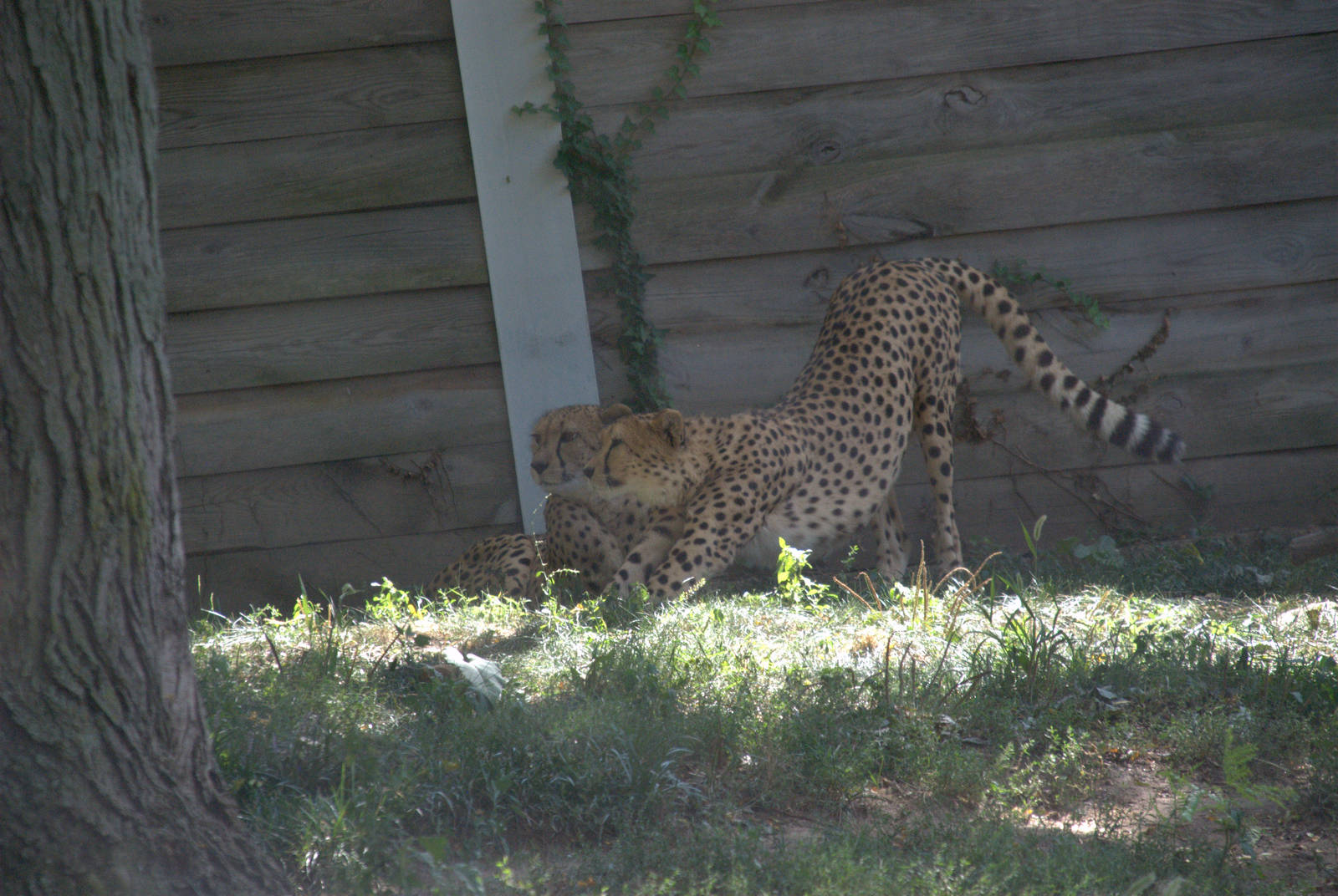 South African Cheetah