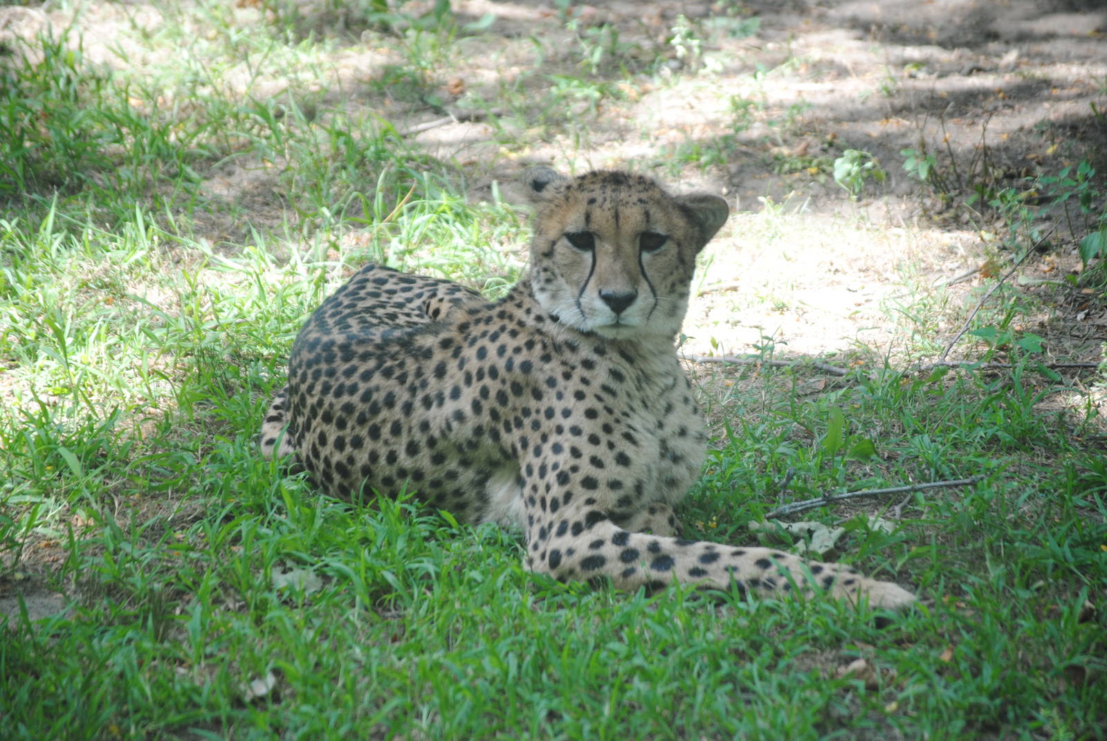 South African Cheetah