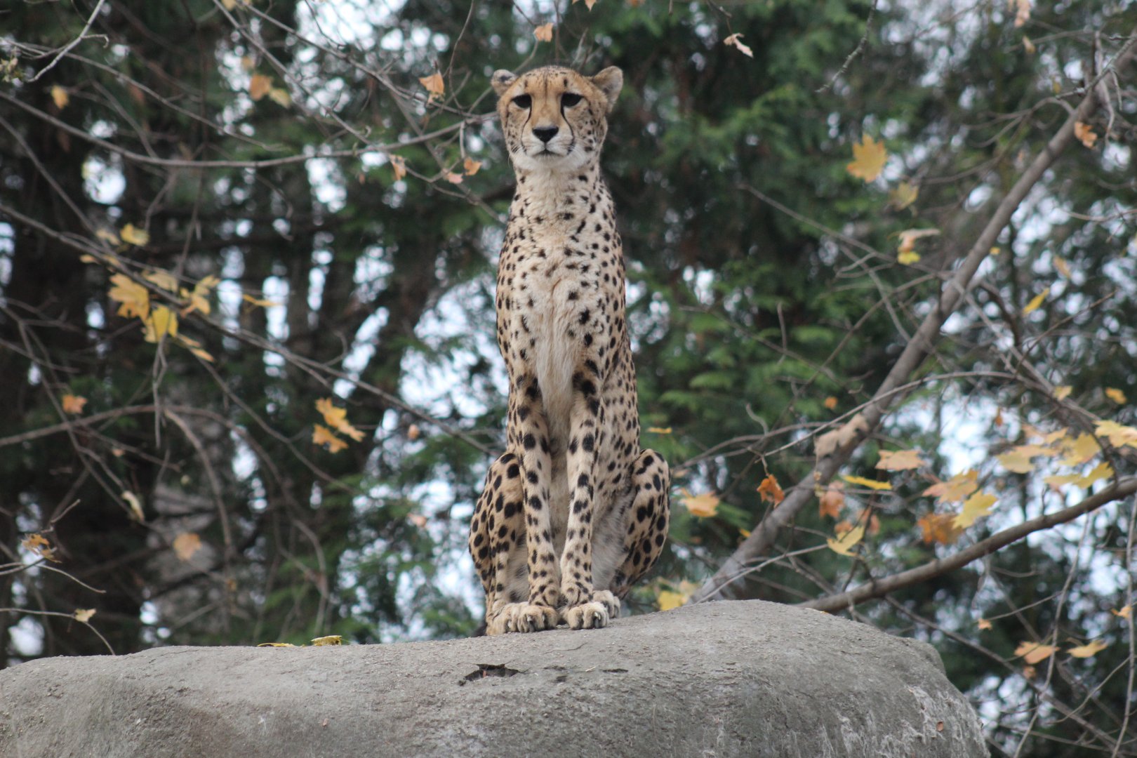South African Cheetah