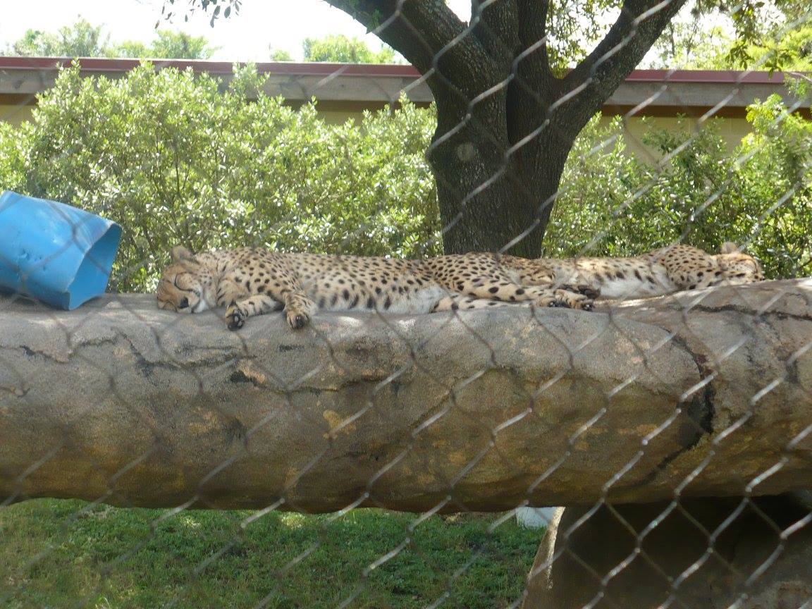 South African cheetah
