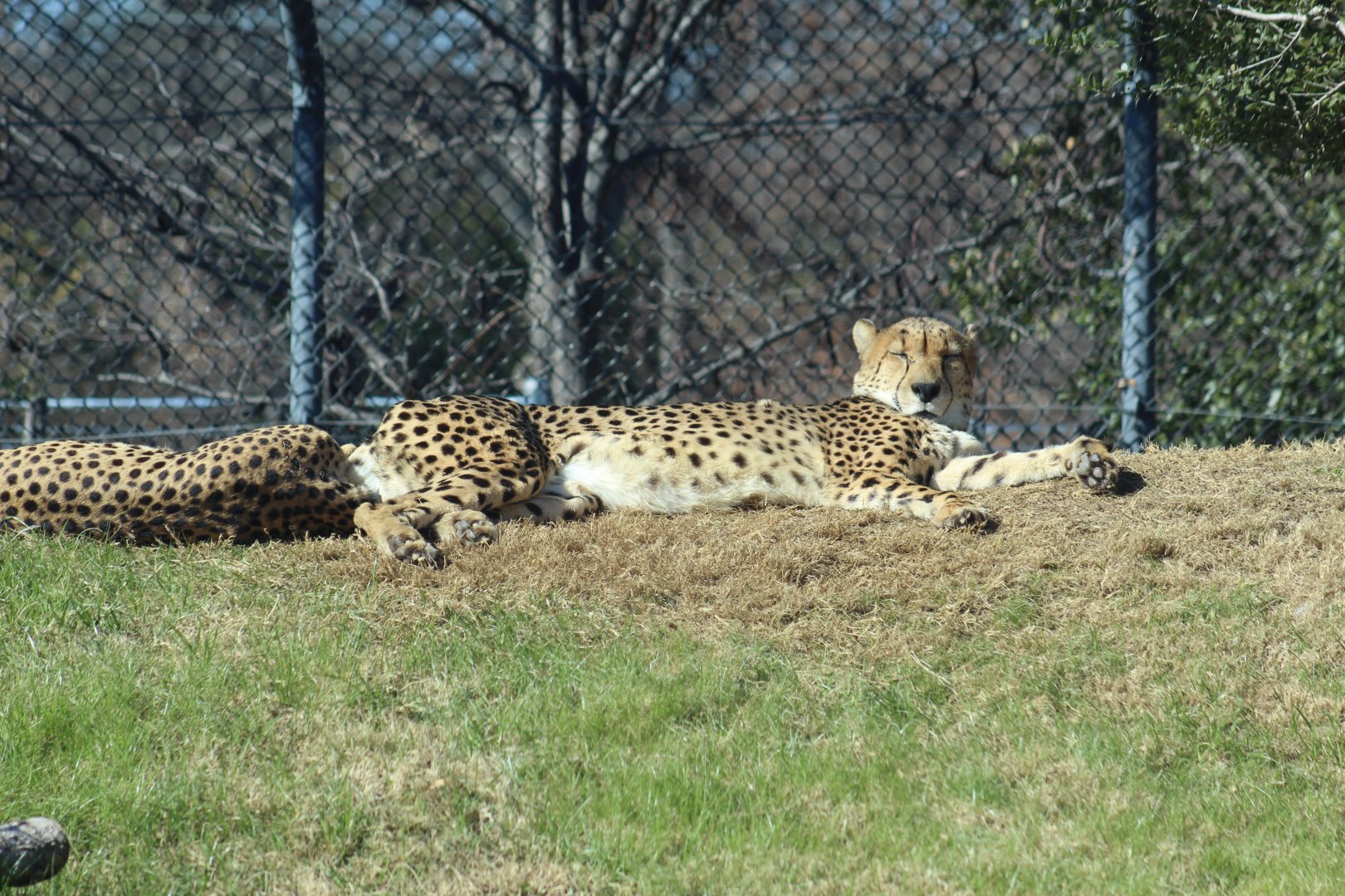 South African Cheetah