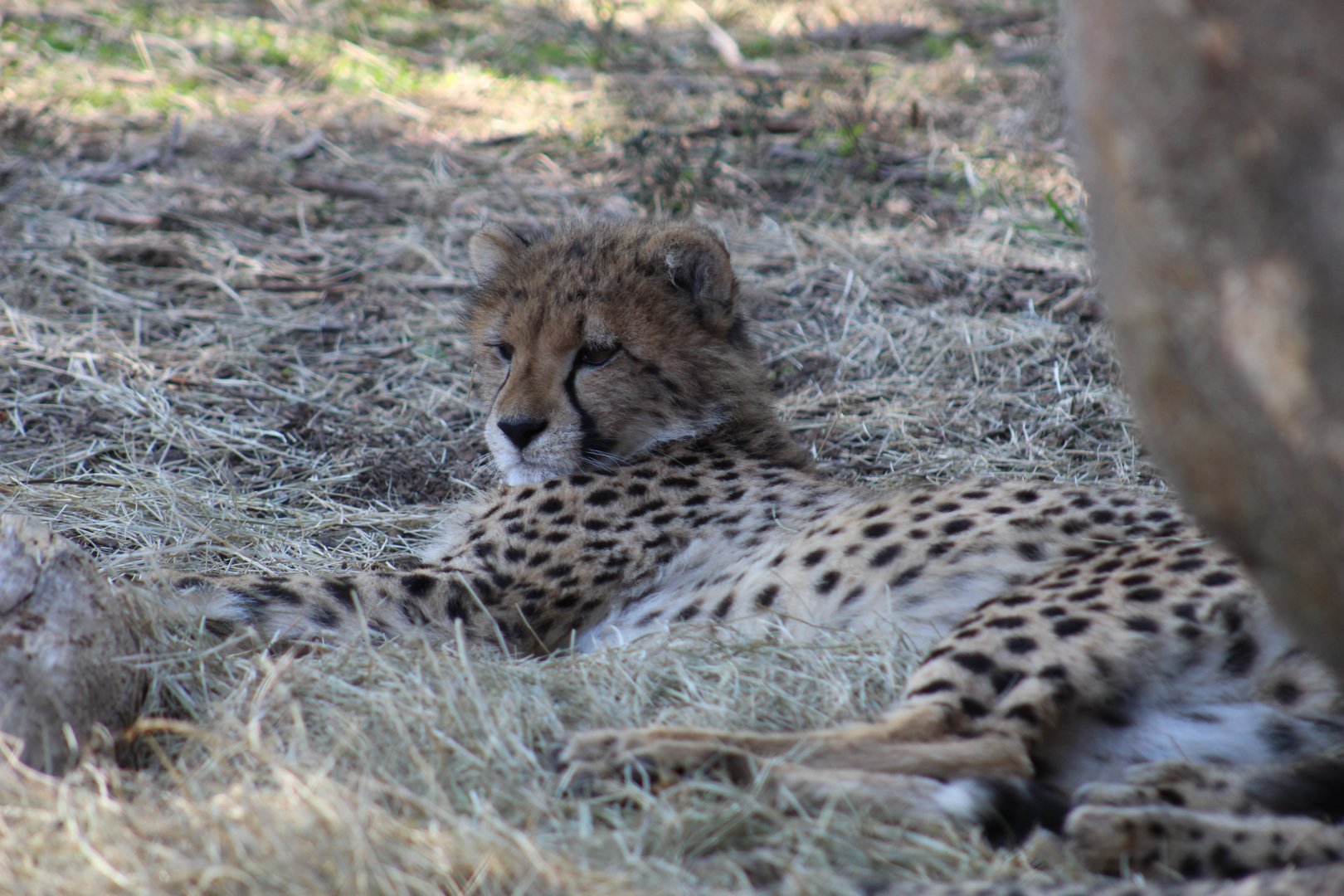 South African Cheetah