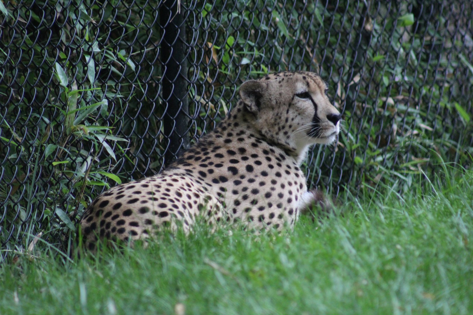 South African Cheetah