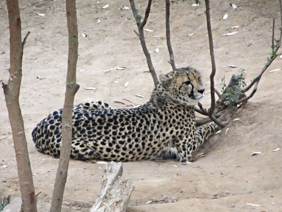 South African Cheetah
