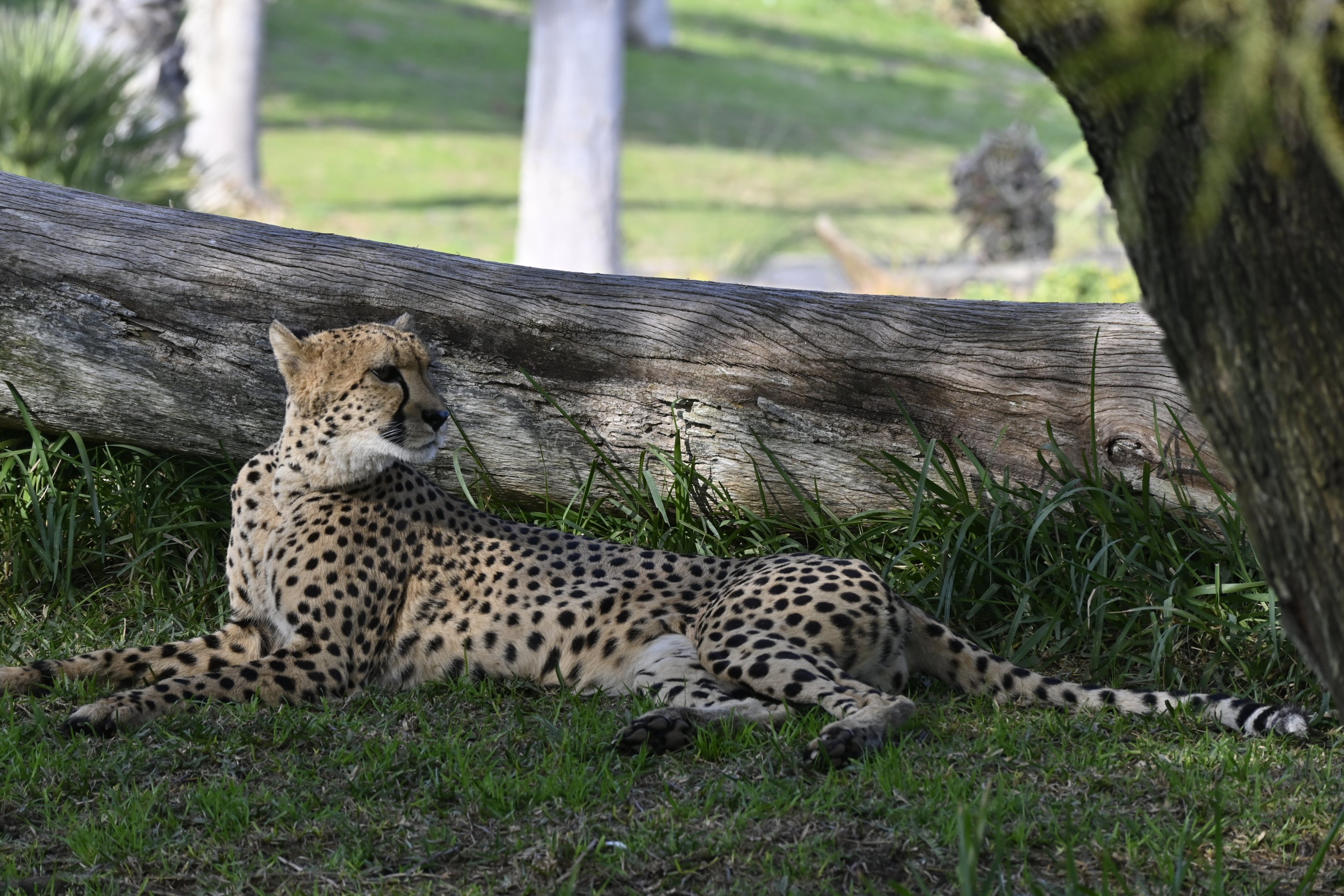 South African Cheetah