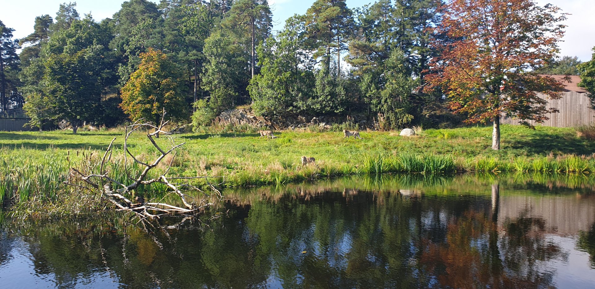 South African Cheetah
