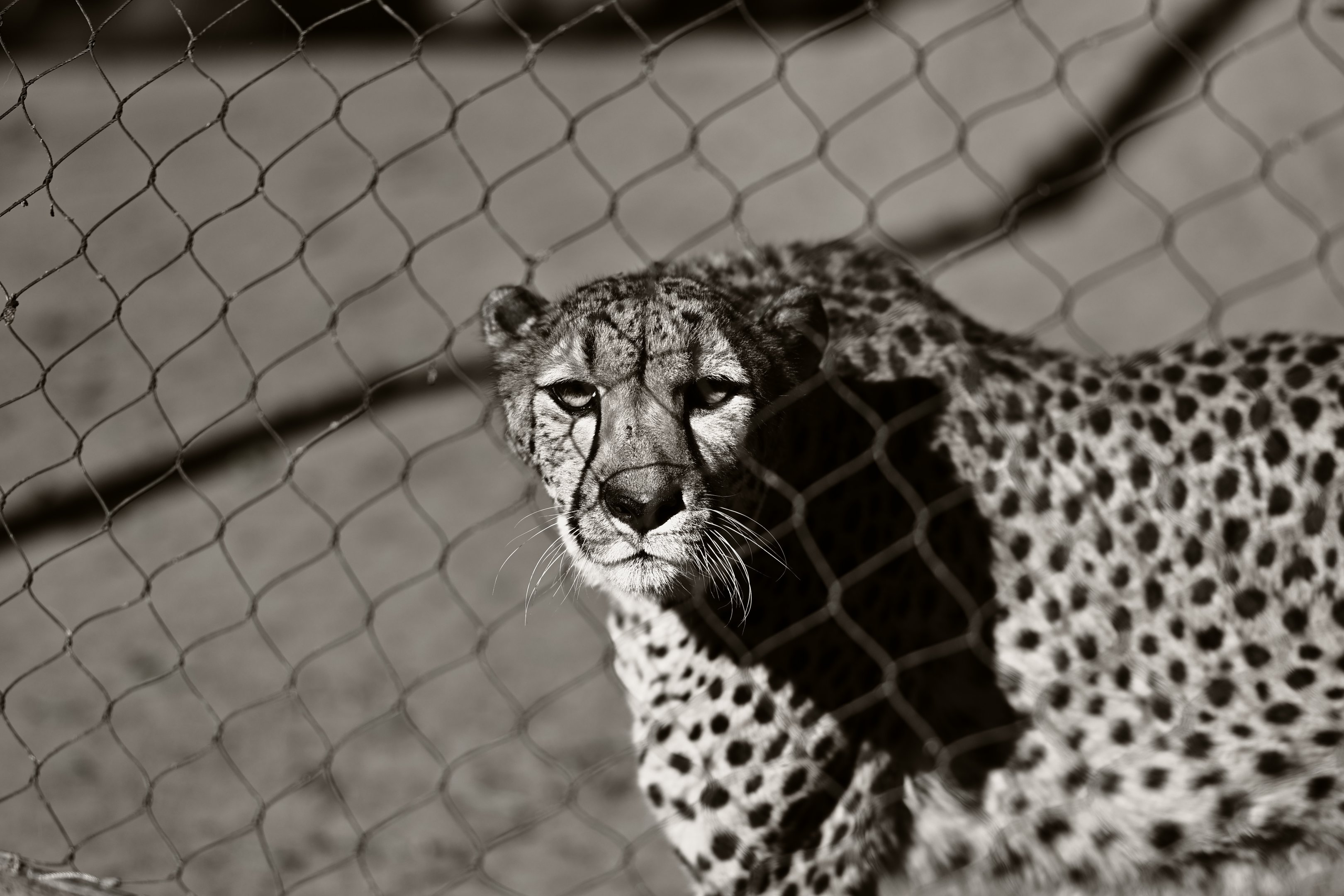 South African Cheetah