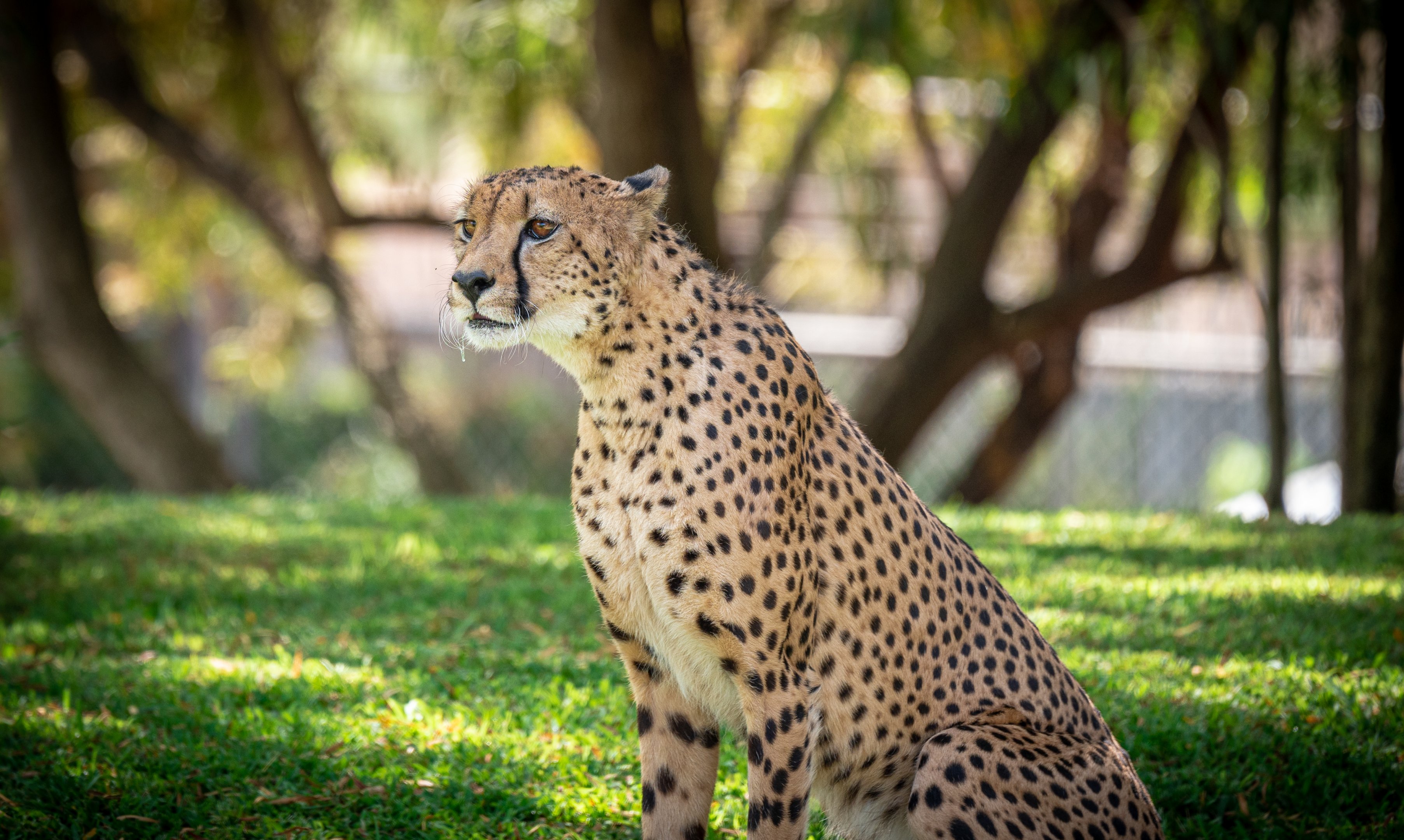 South African Cheetah