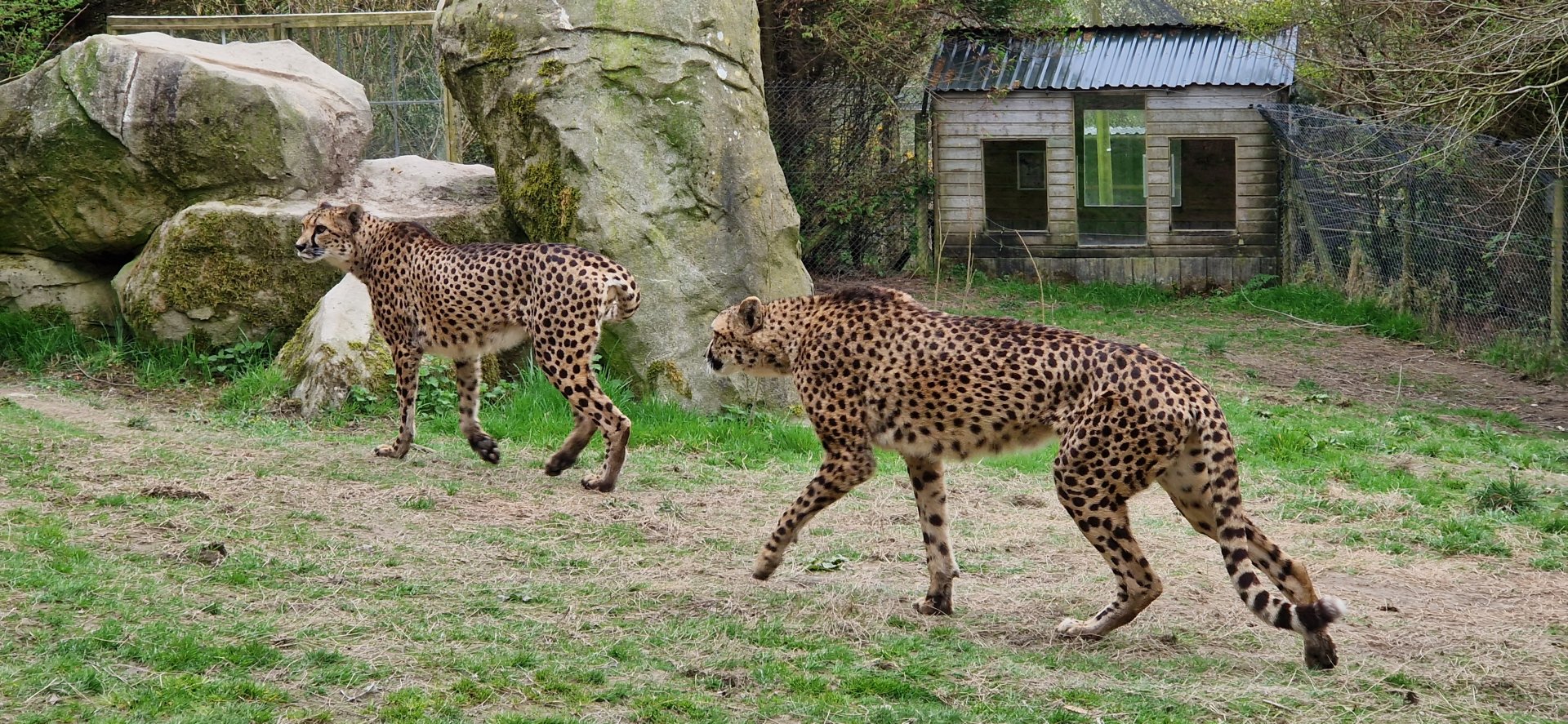 South African Cheetah
