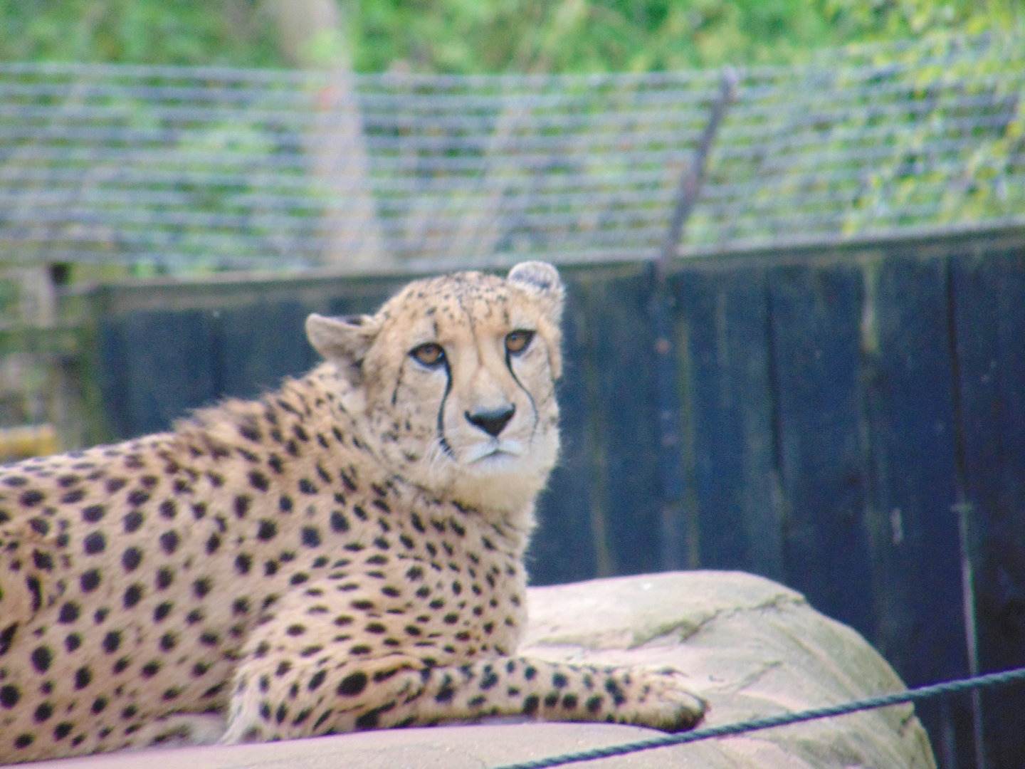 South African Cheetah