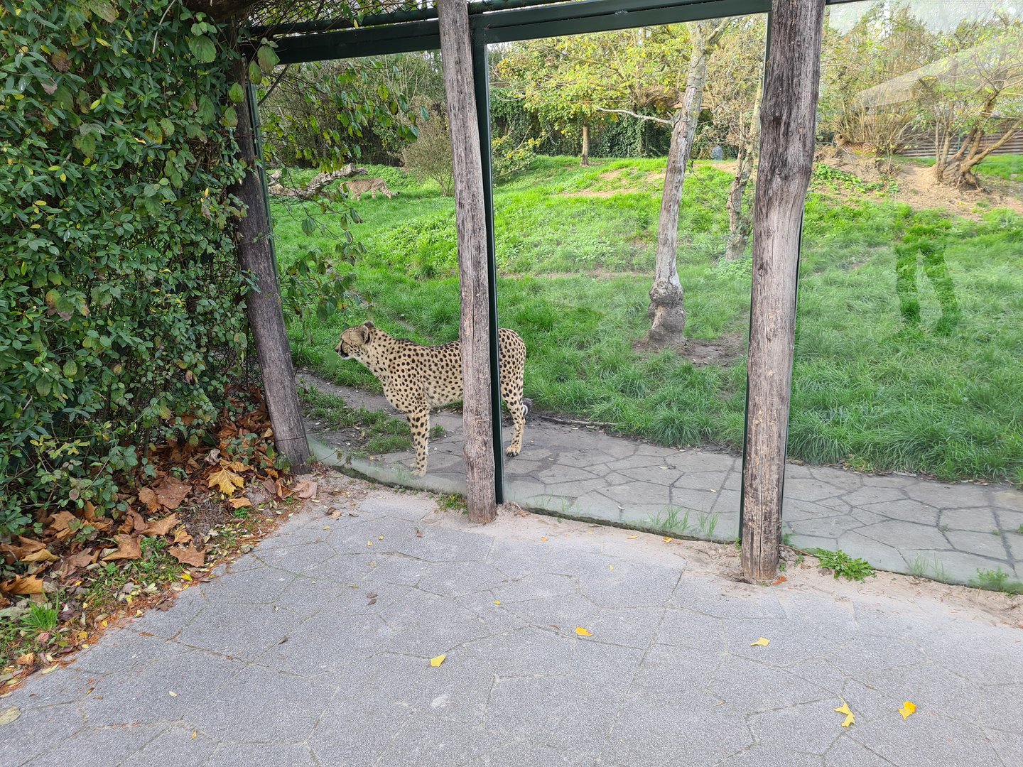 South African cheetah