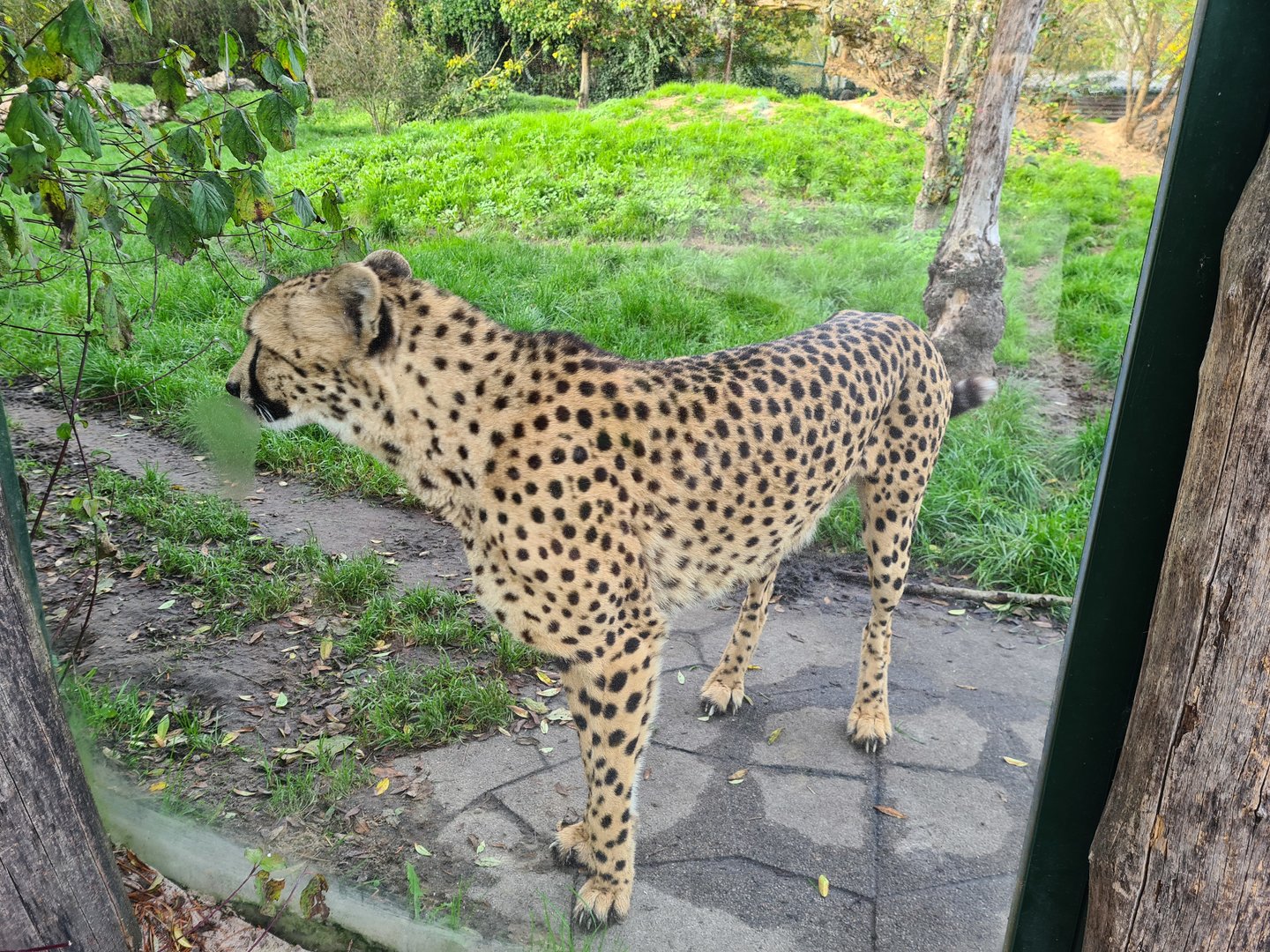 South African cheetah