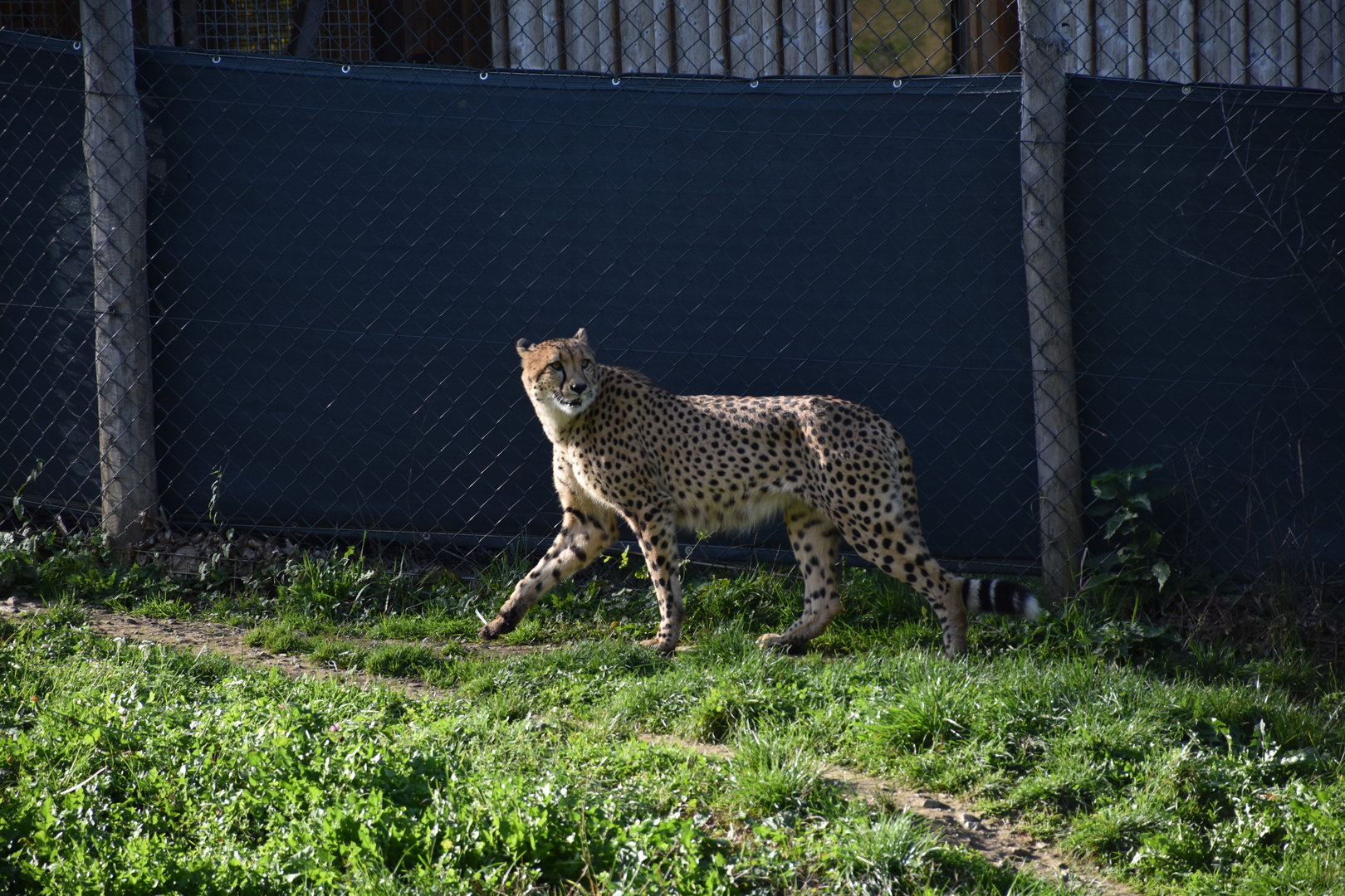 South African cheetah