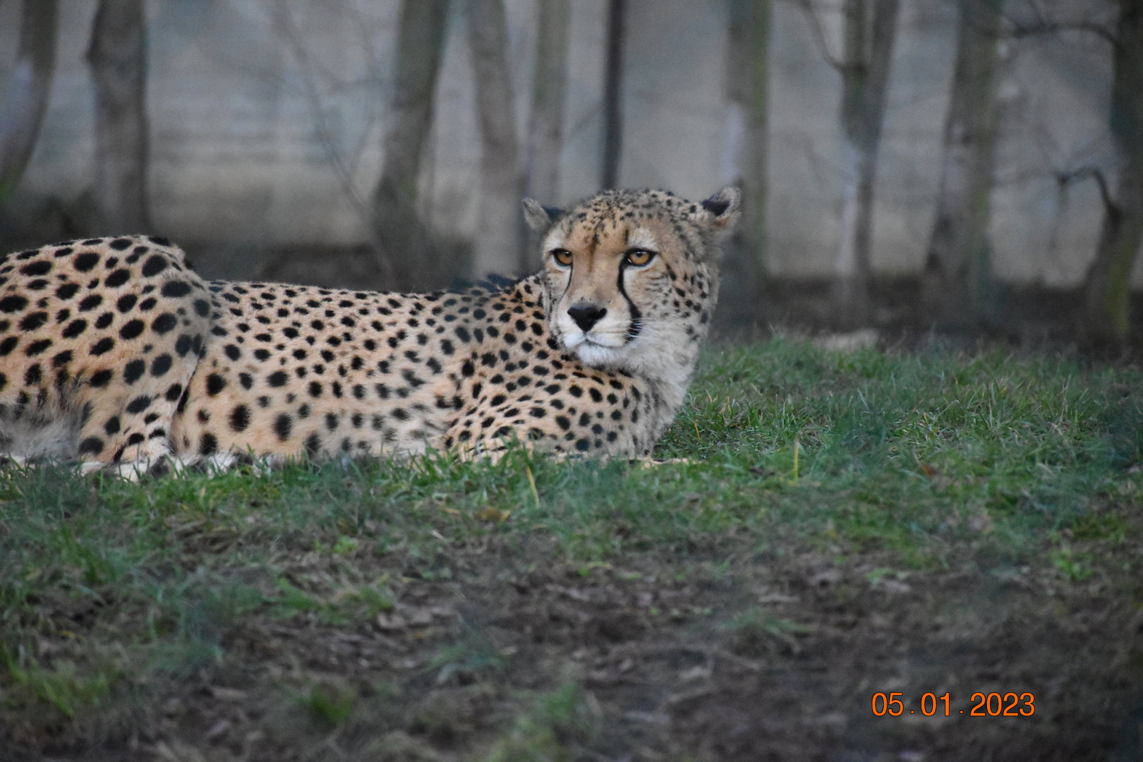 South African cheetah