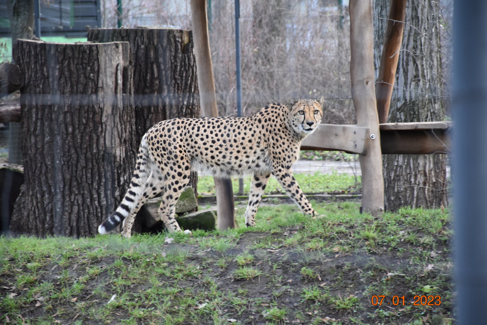 South African cheetah