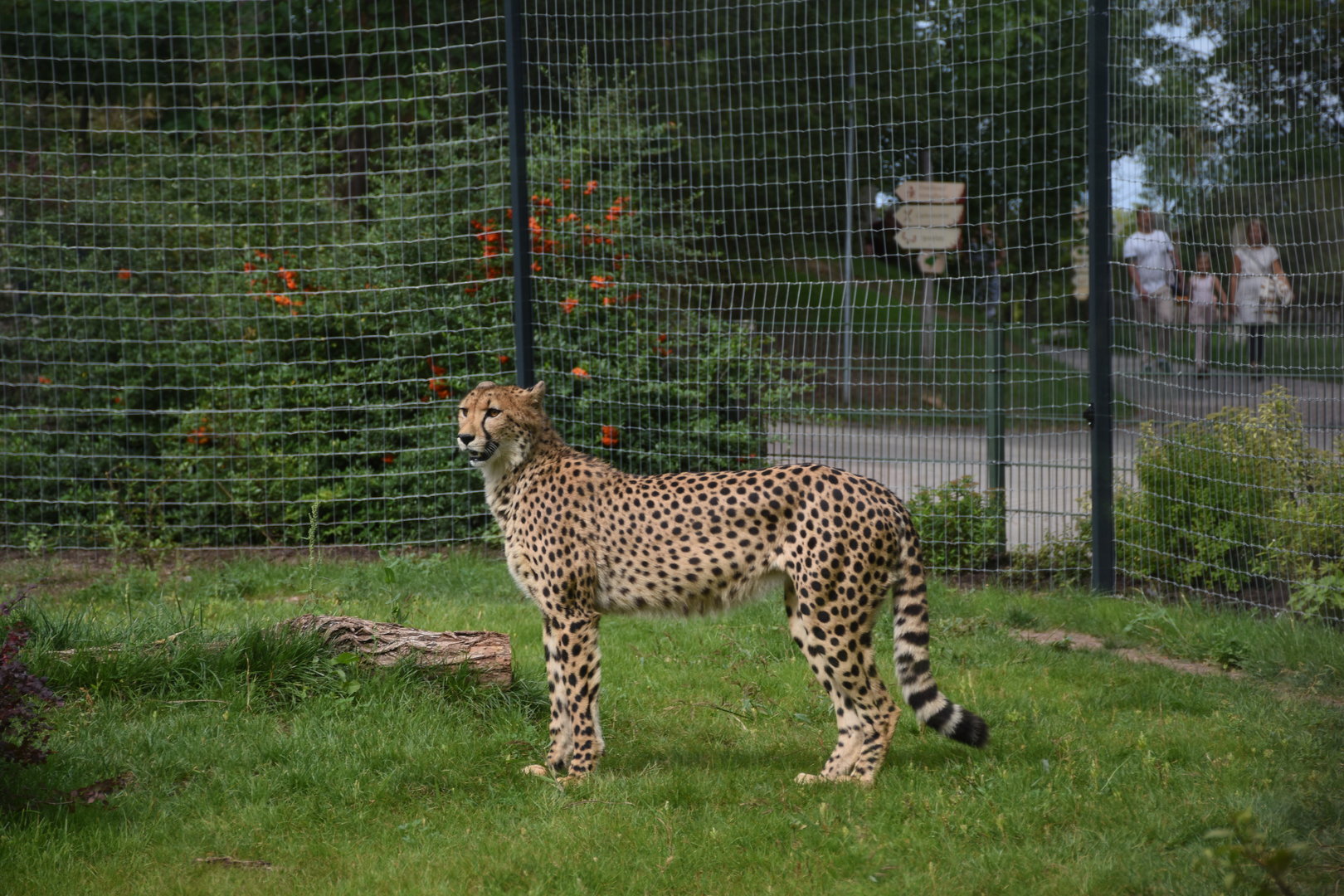 South African cheetah