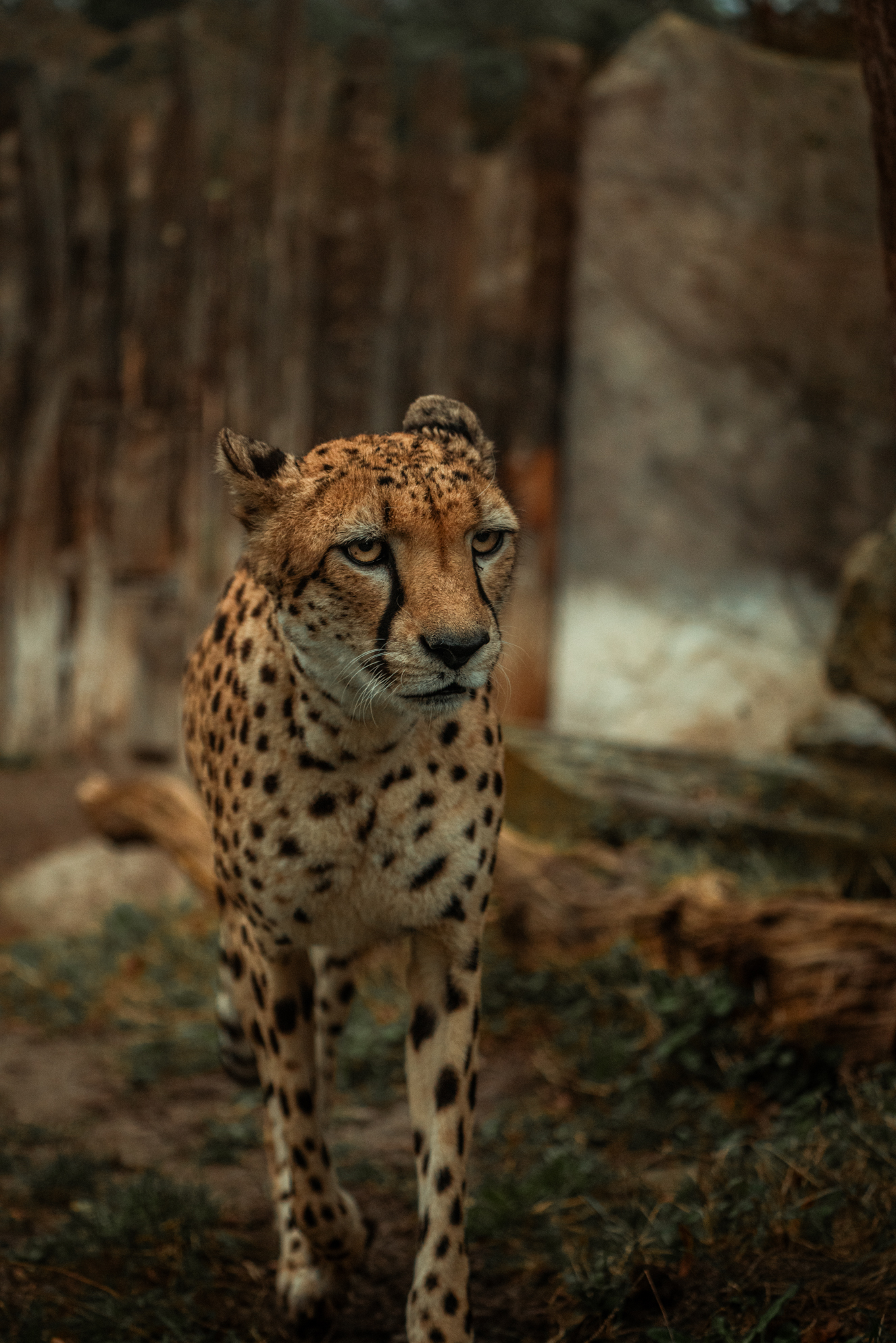 South African cheetah