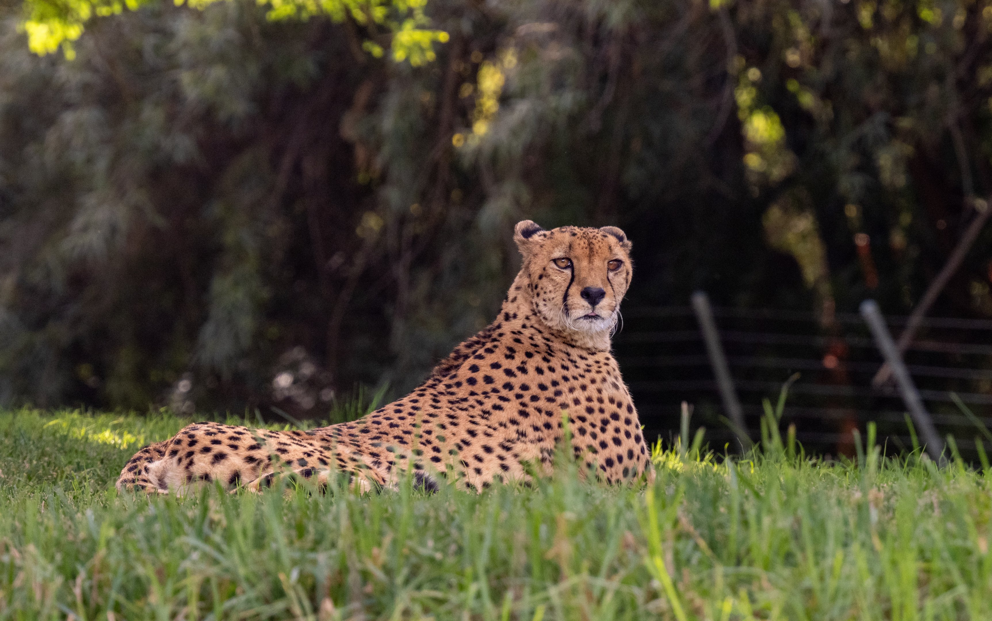South African Cheetah