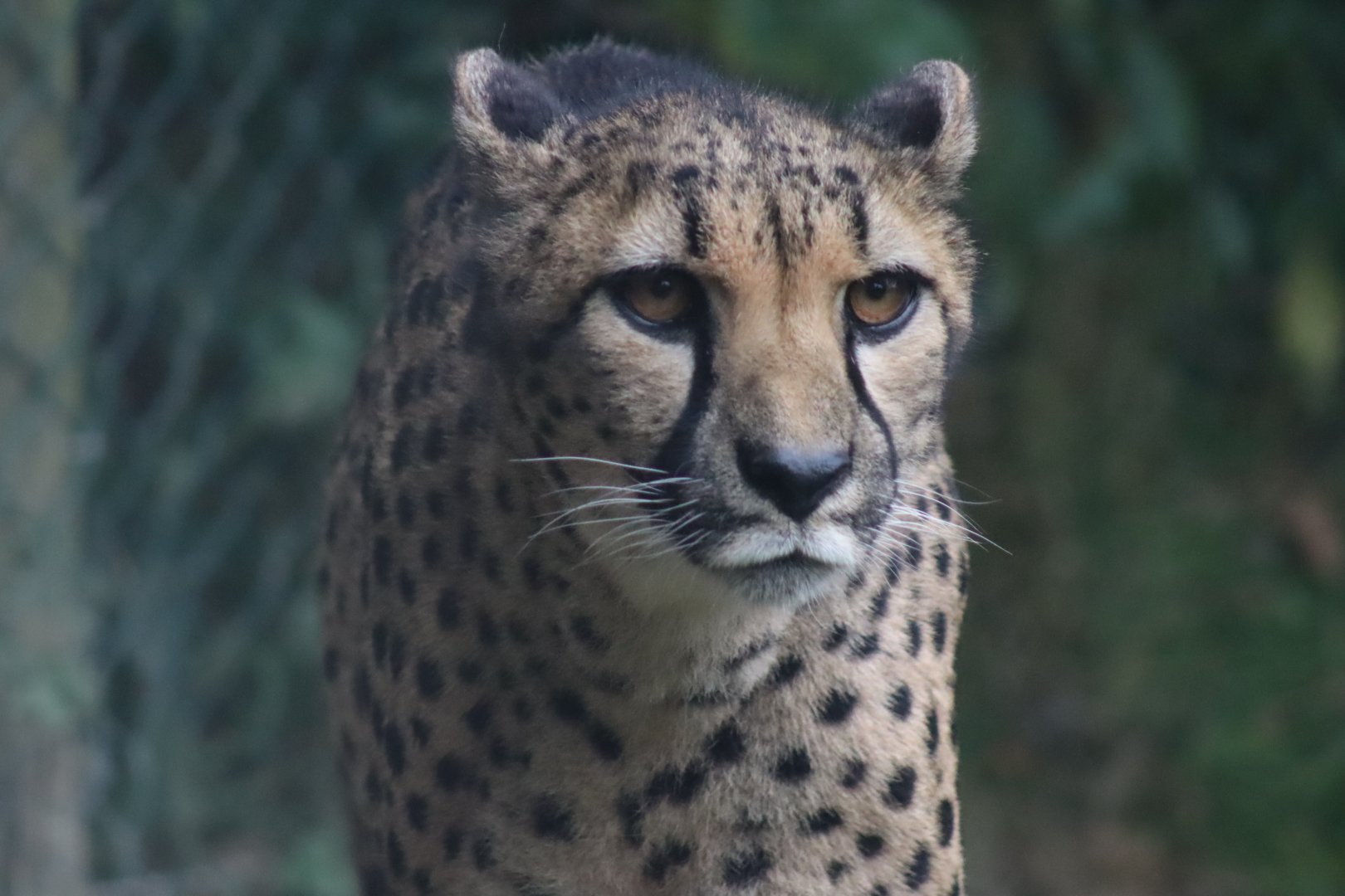 South African Cheetah