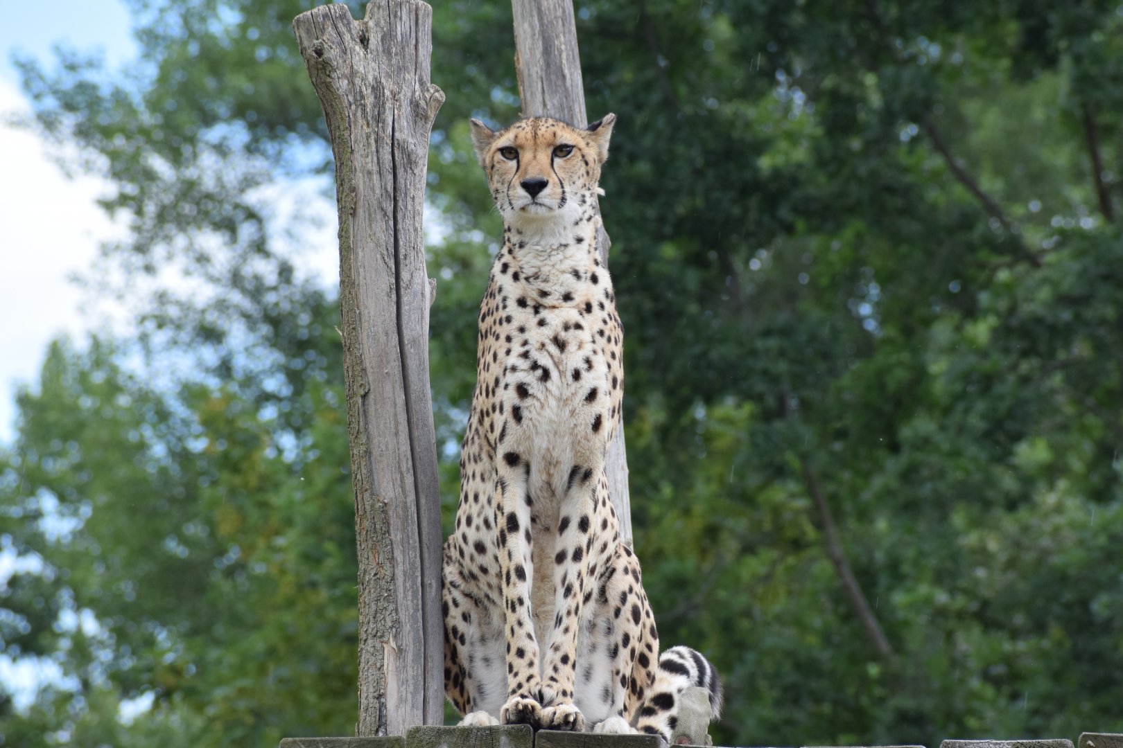 South African cheetah