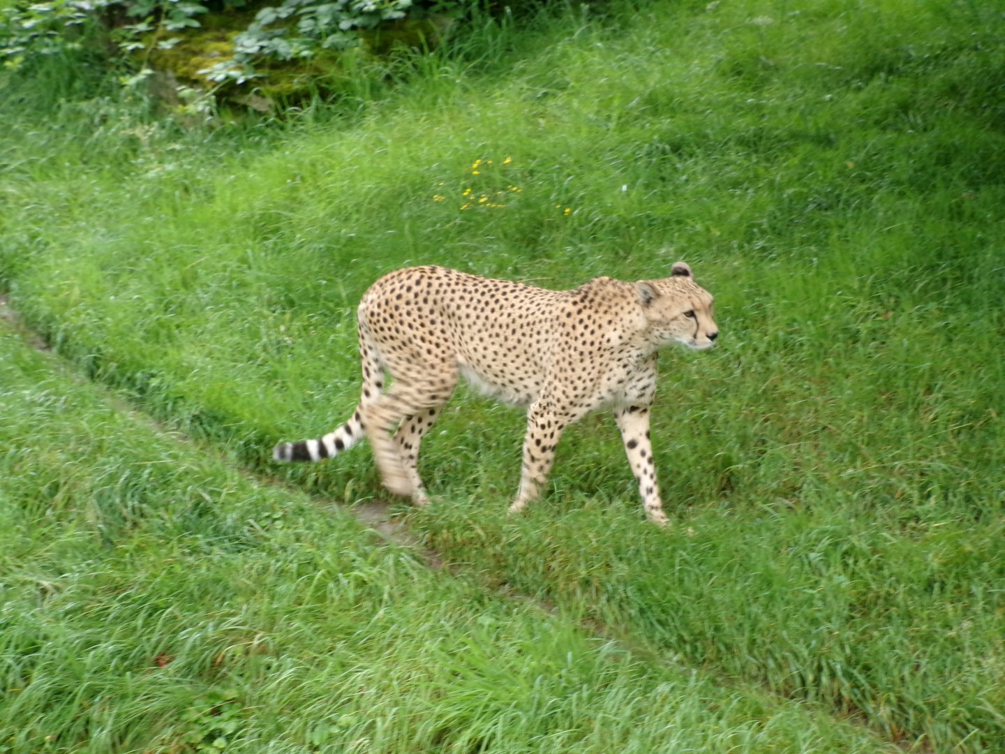 South African cheetah