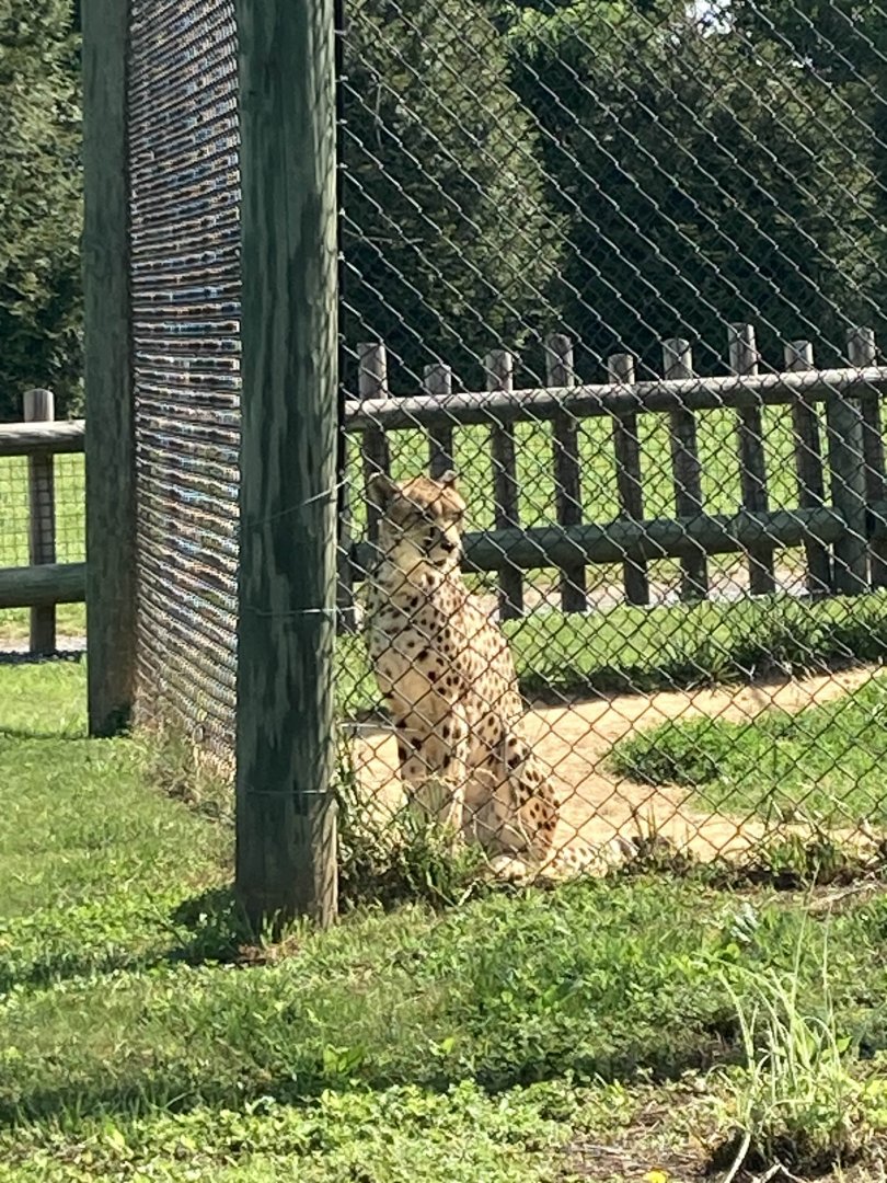 South African Cheetah