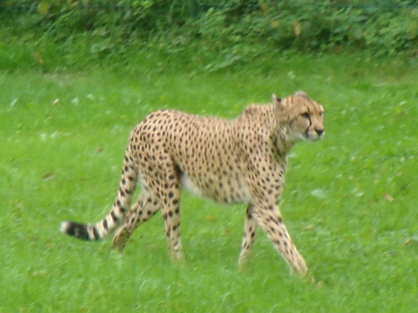 South African cheetah