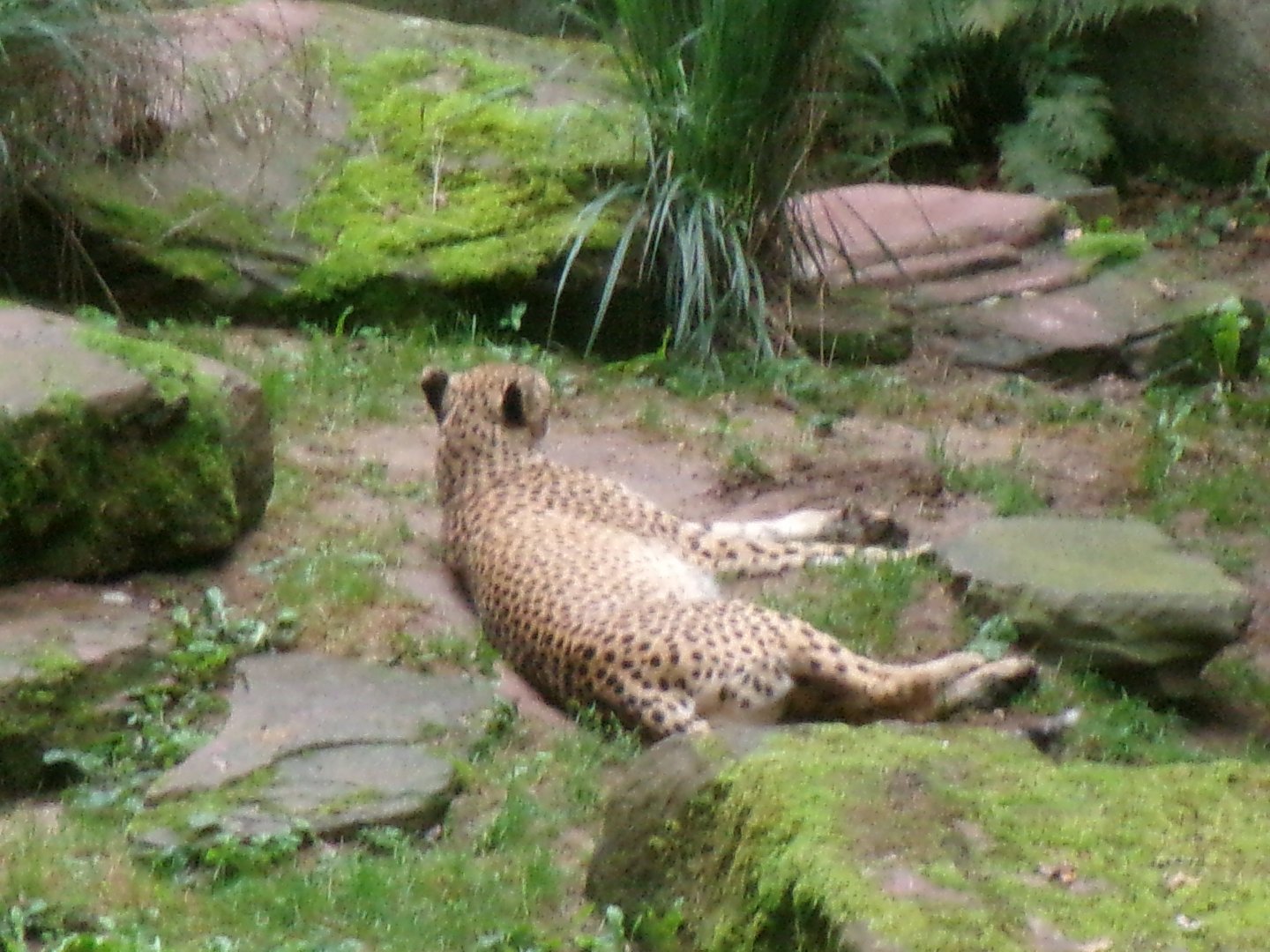 South African cheetah