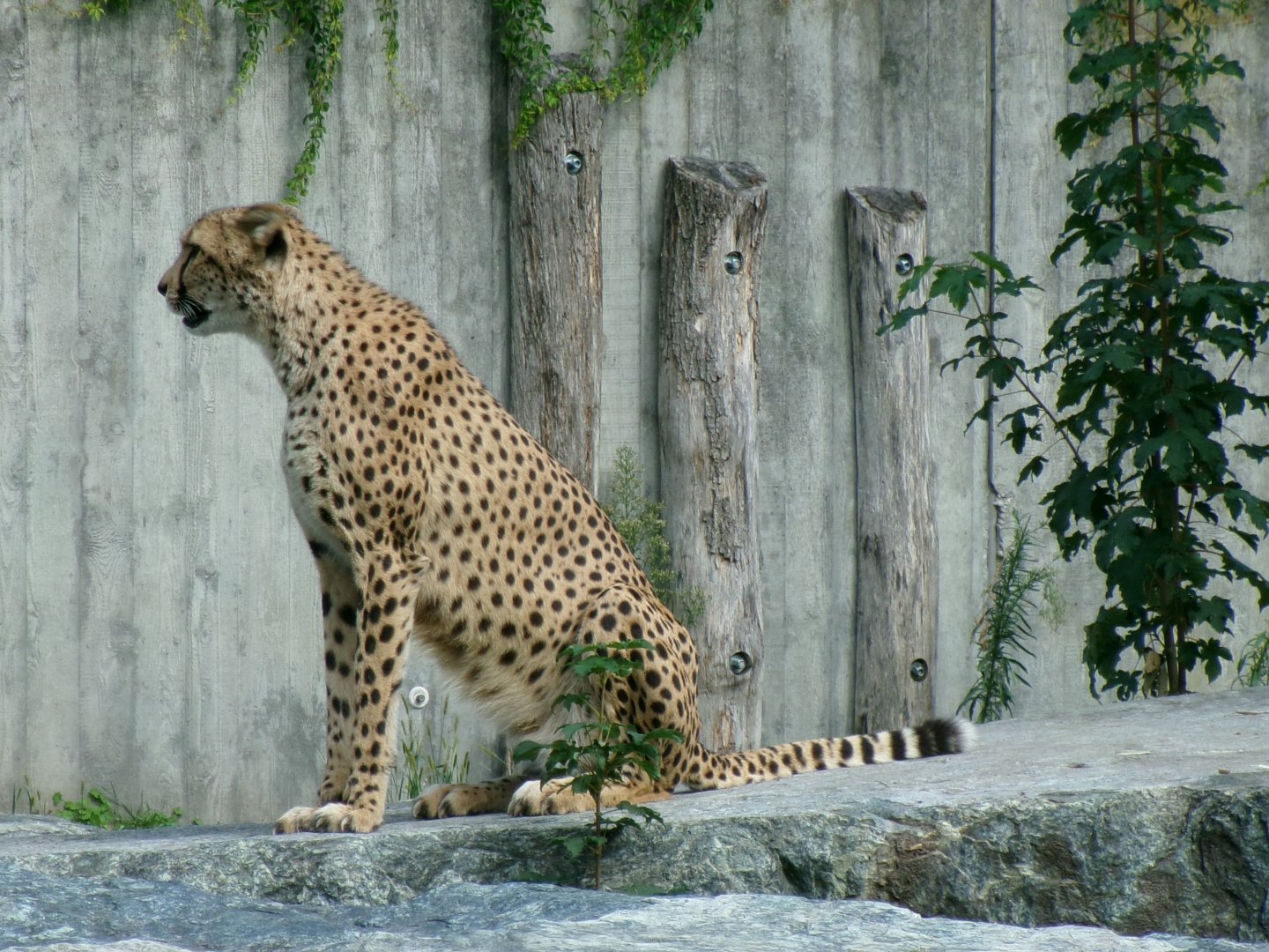 South African cheetah