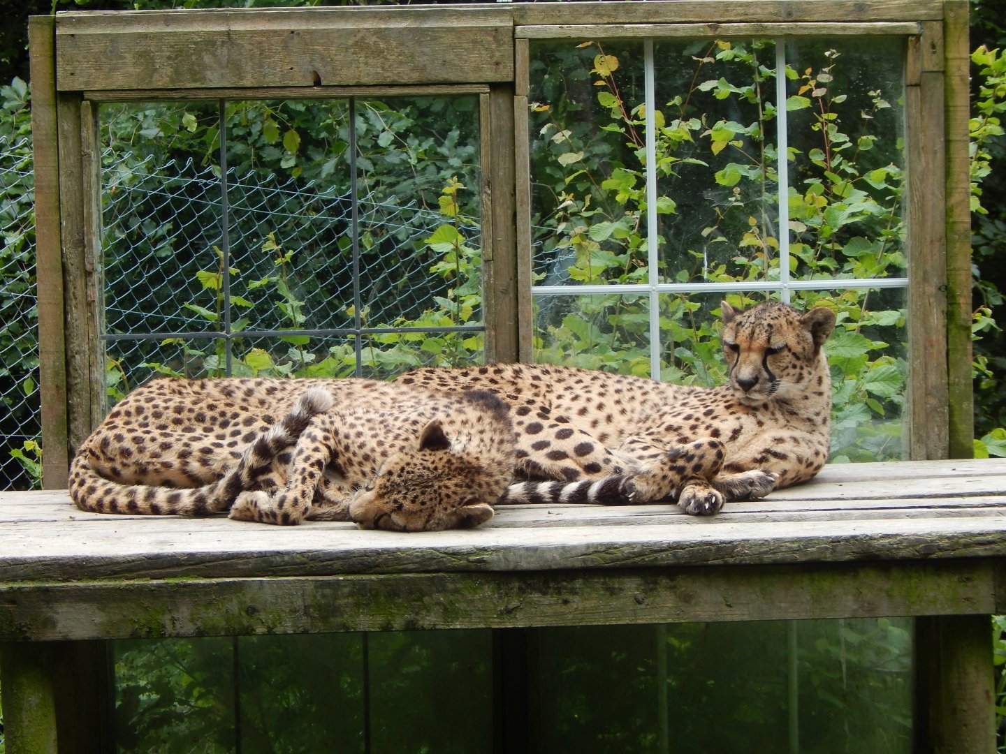 South African cheetahs 050625