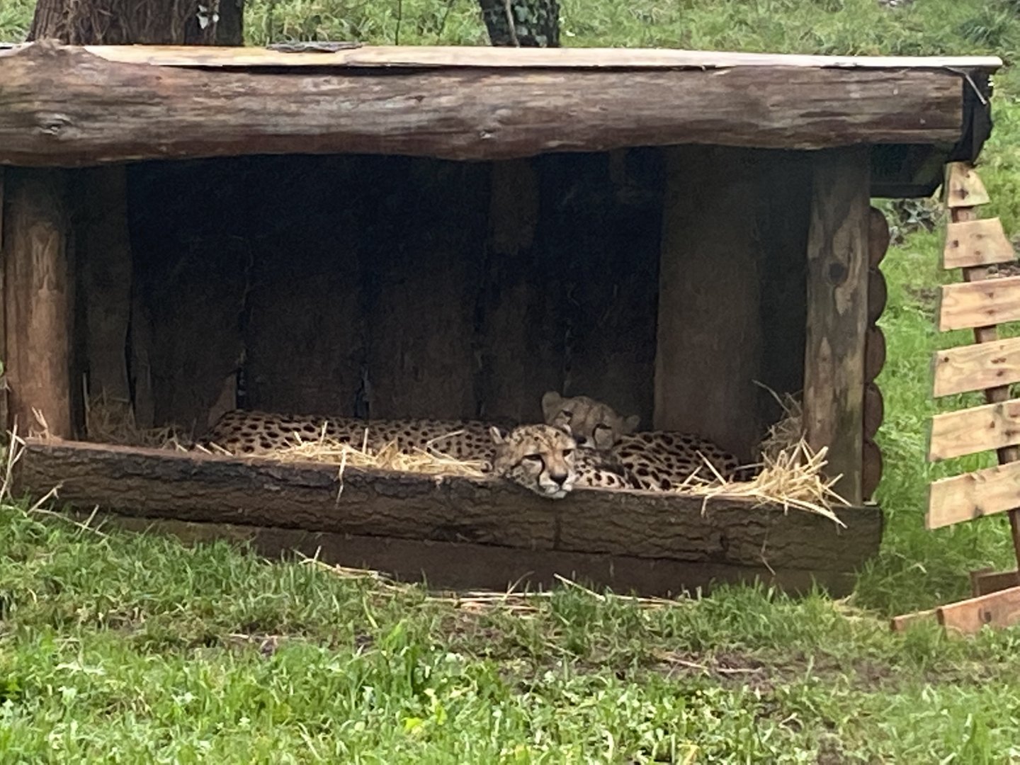 South African cheetahs 301221