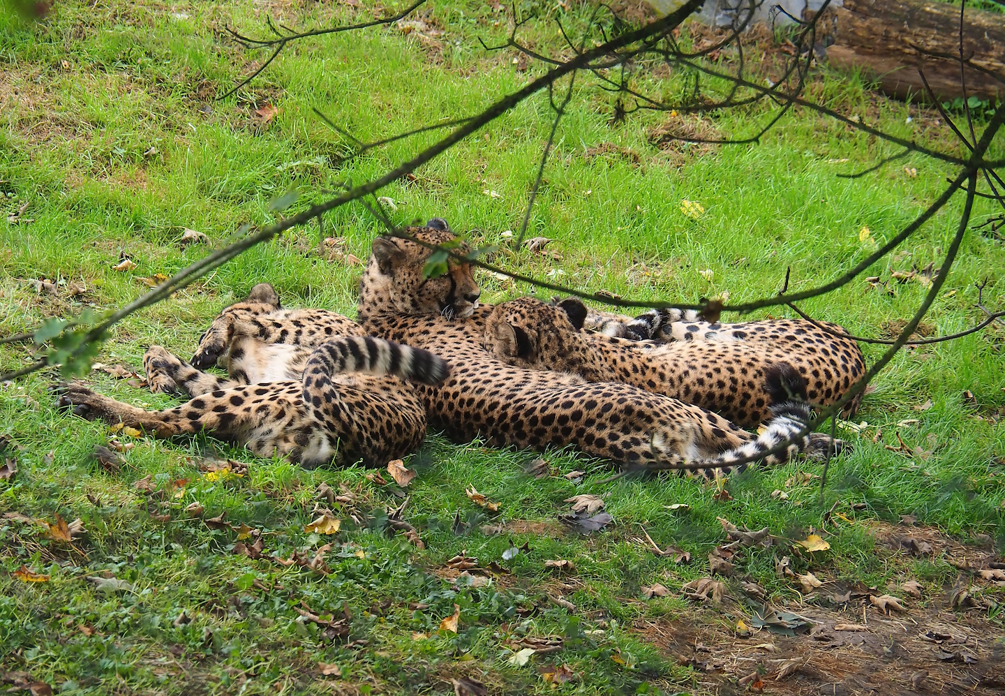South African cheetahs (Acinonyx jubatus jubatus), 2023-10-13