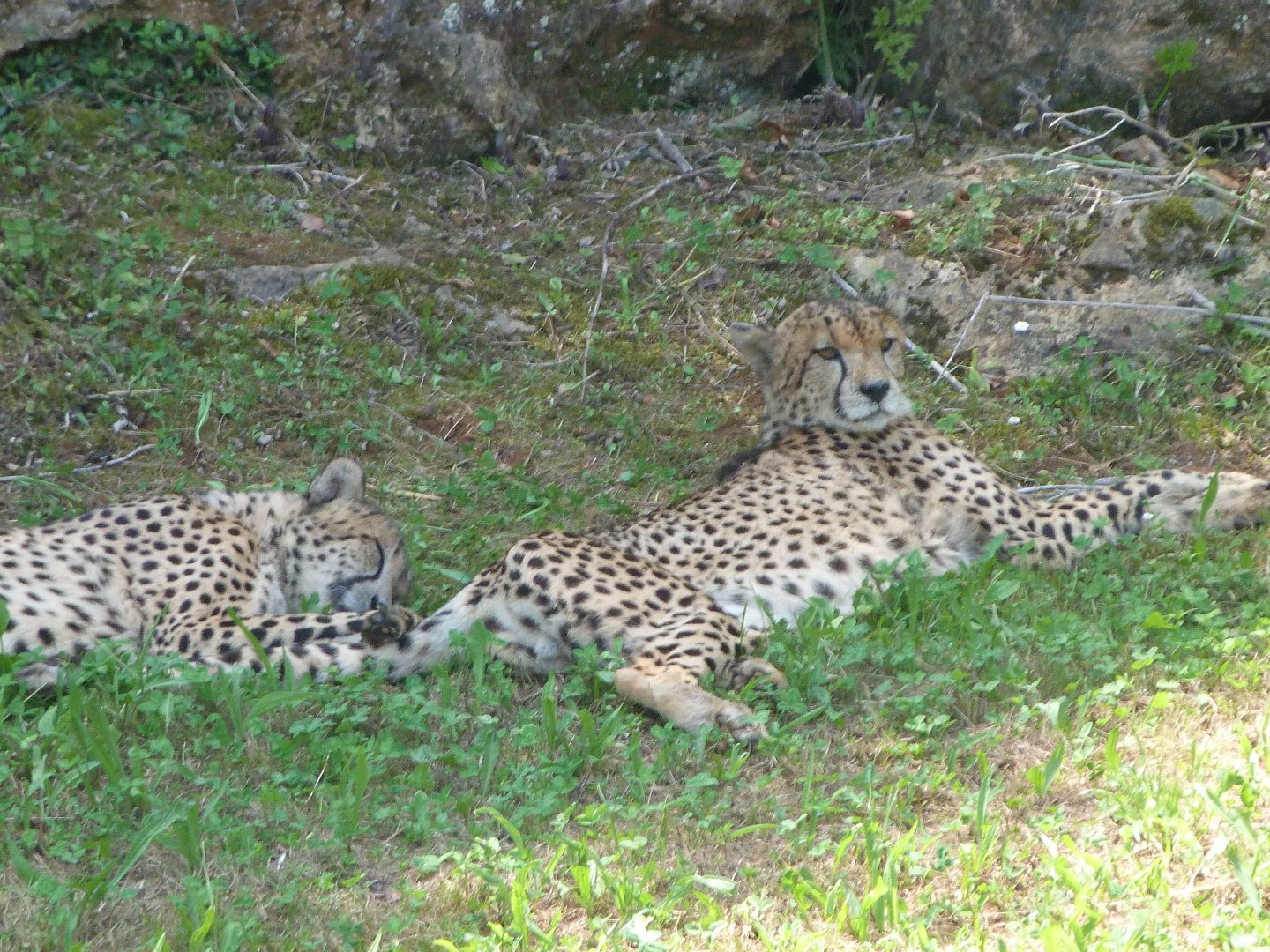 South African cheetahs -Parque de la Naturaleza de Cabárceno (2025)