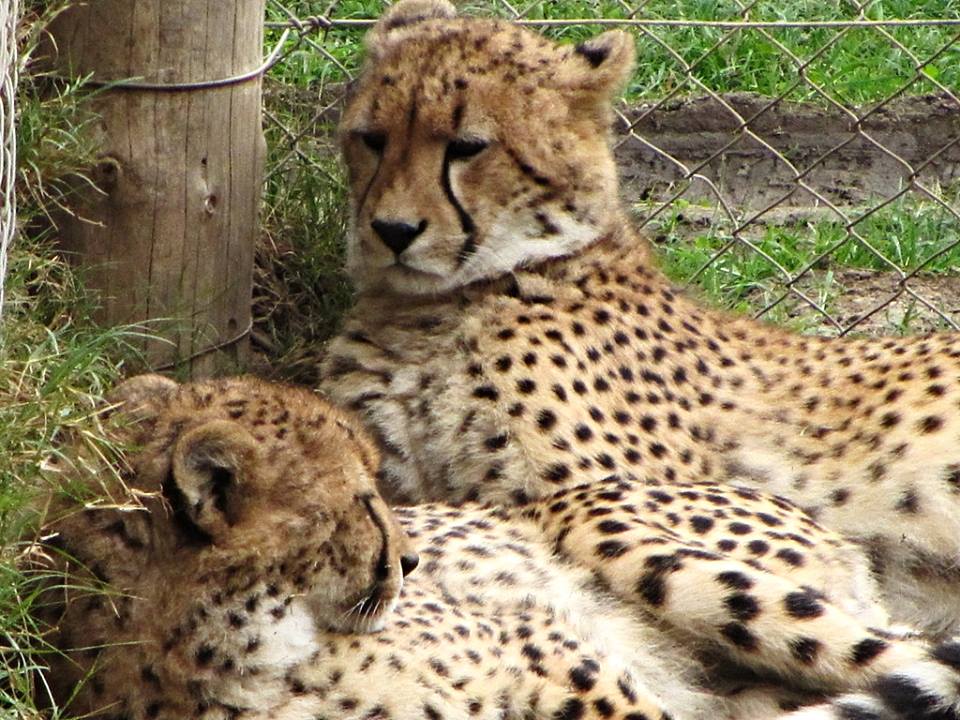 South African Cheetahs
