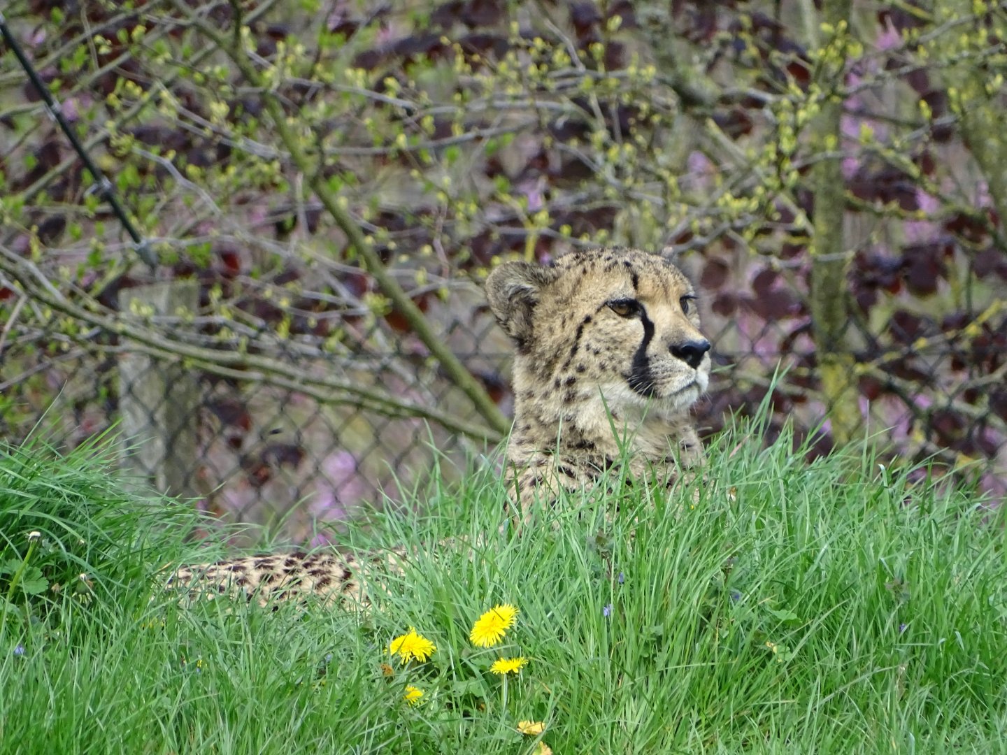 South African cheetahs