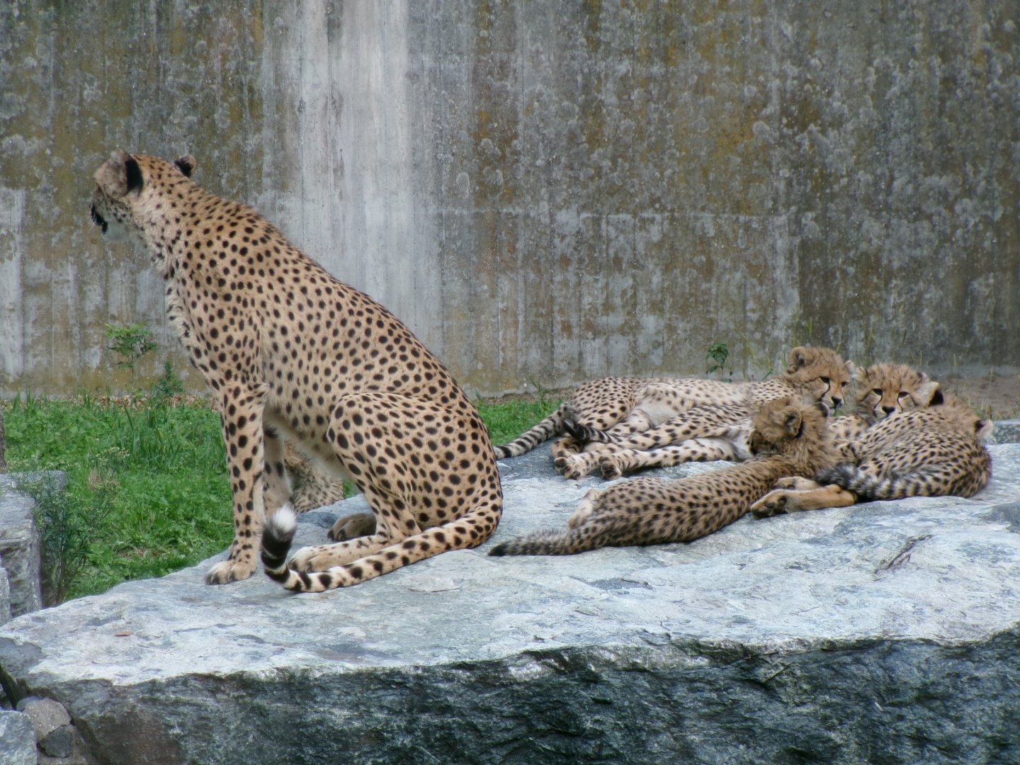 South African cheetahs