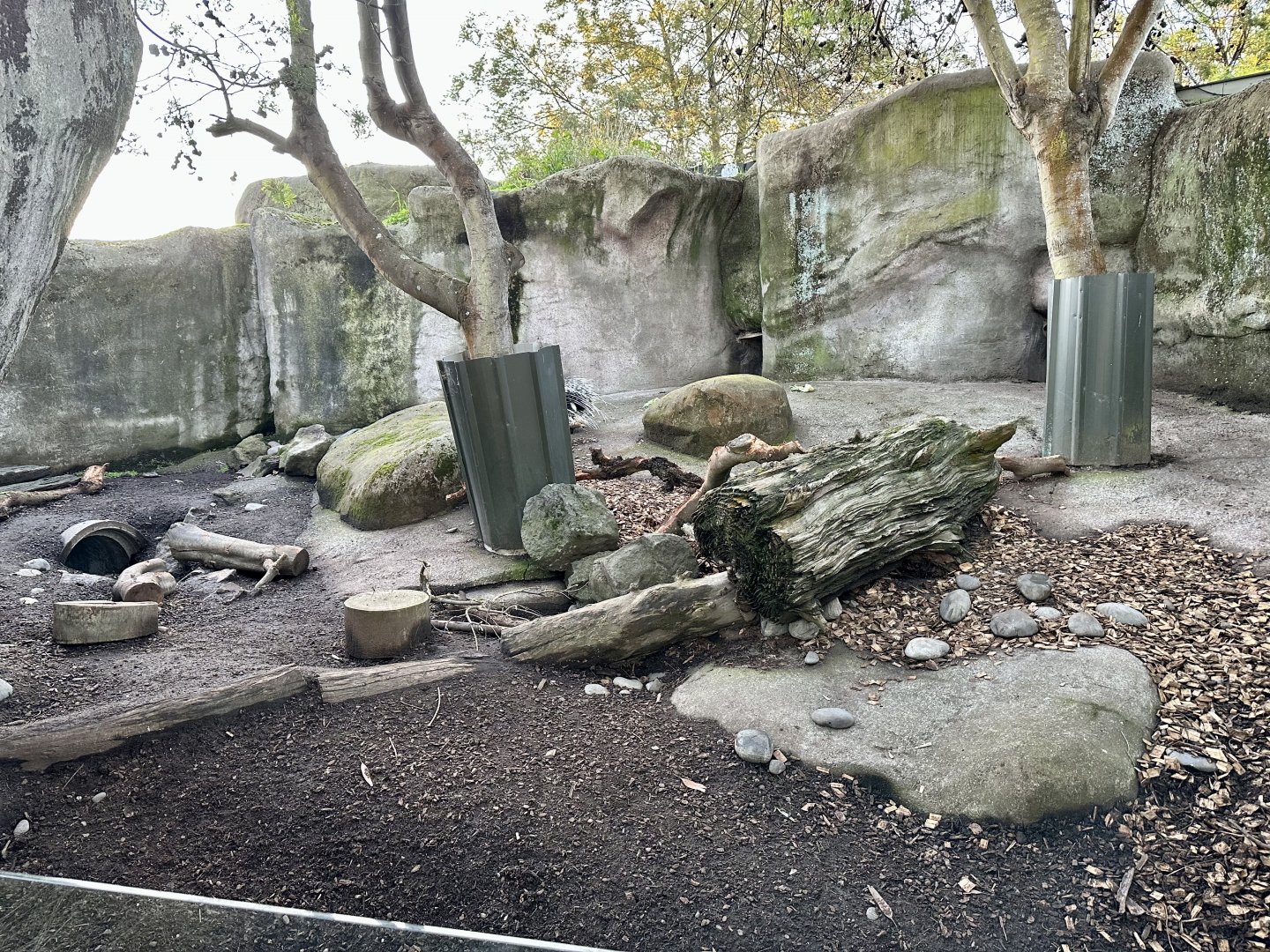 South African Crested Porcupine Exhibit