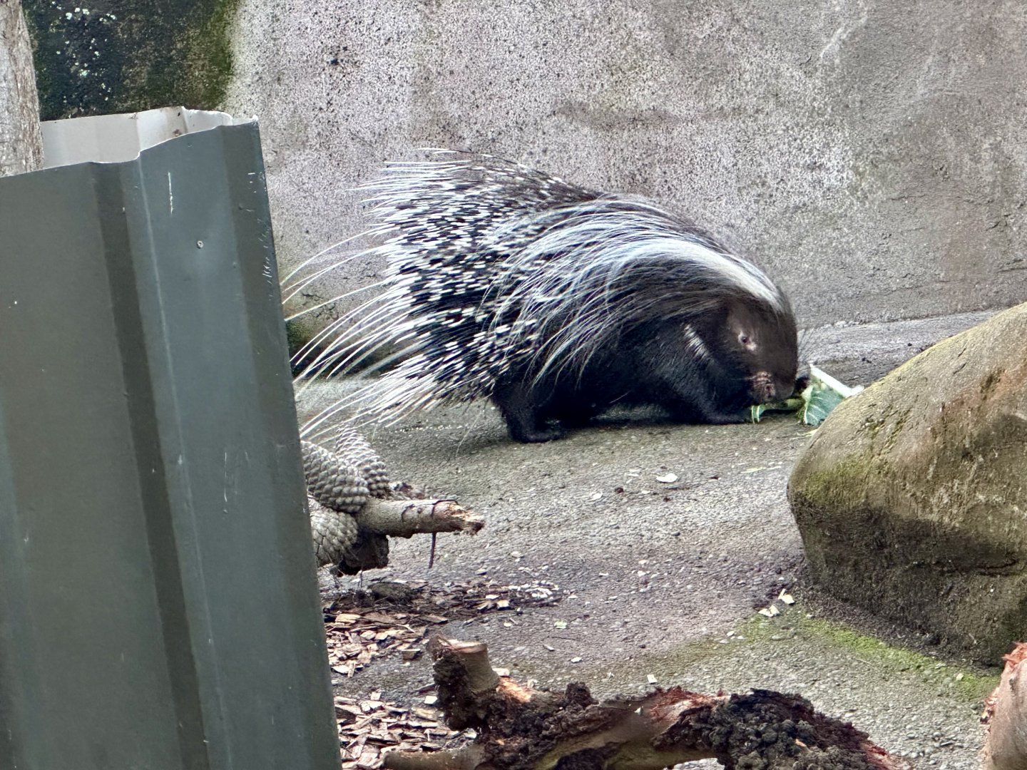 South African crested porcupine (Hystrix africaeaustralis)