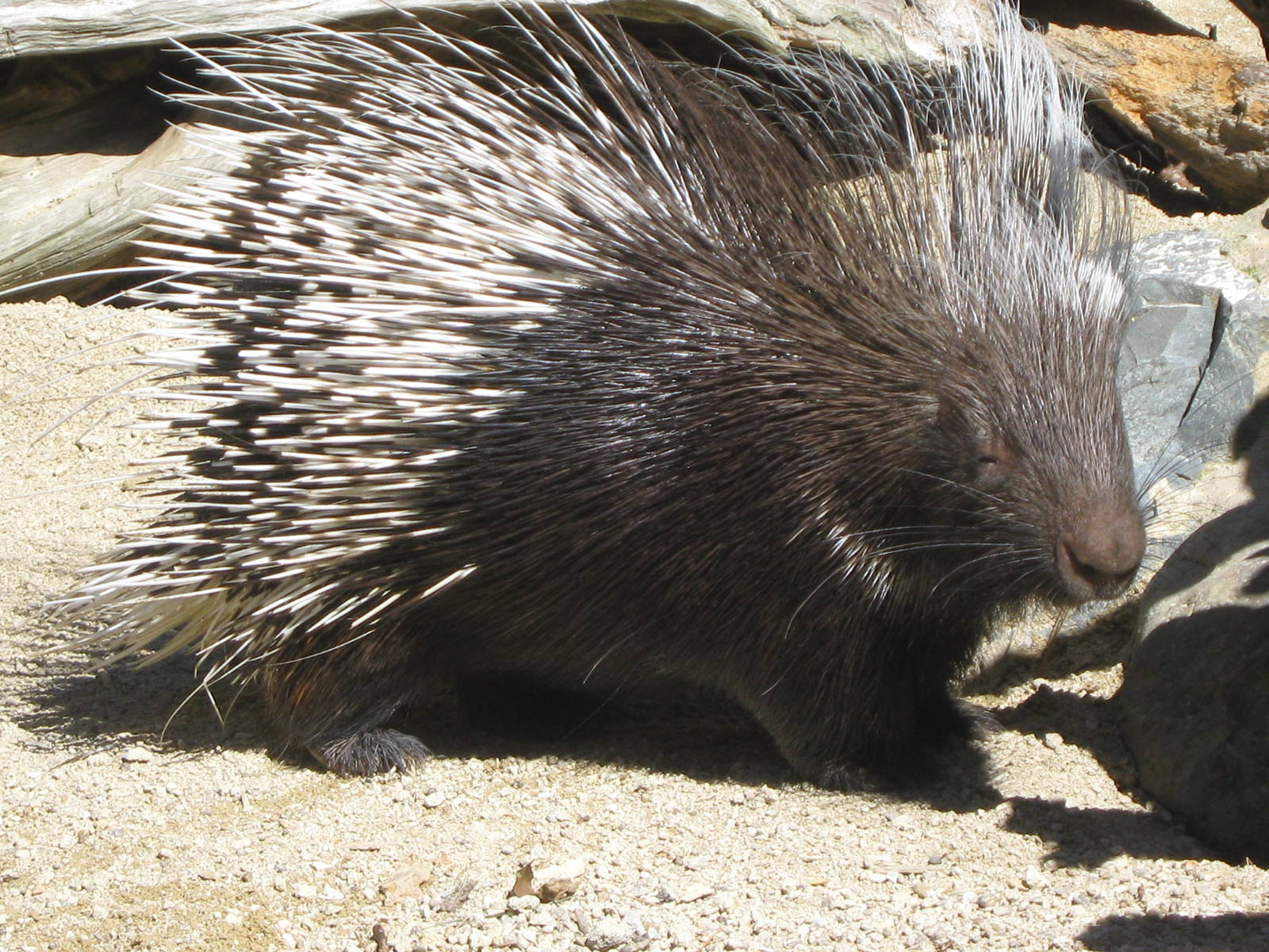 South African crested porcupine