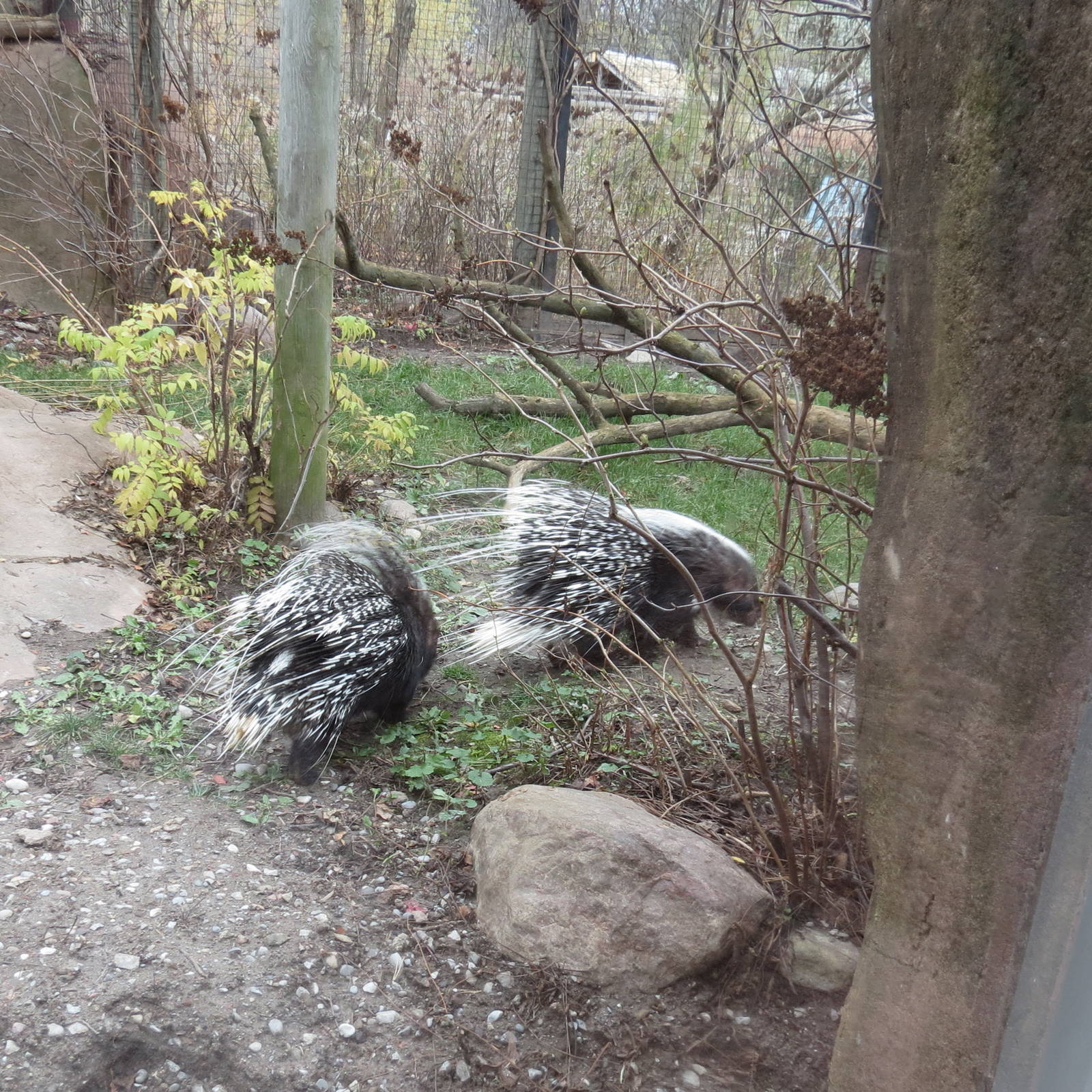 South African Crested Porcupine