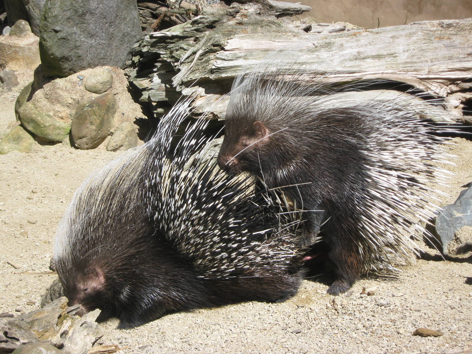 South African crested porcupines