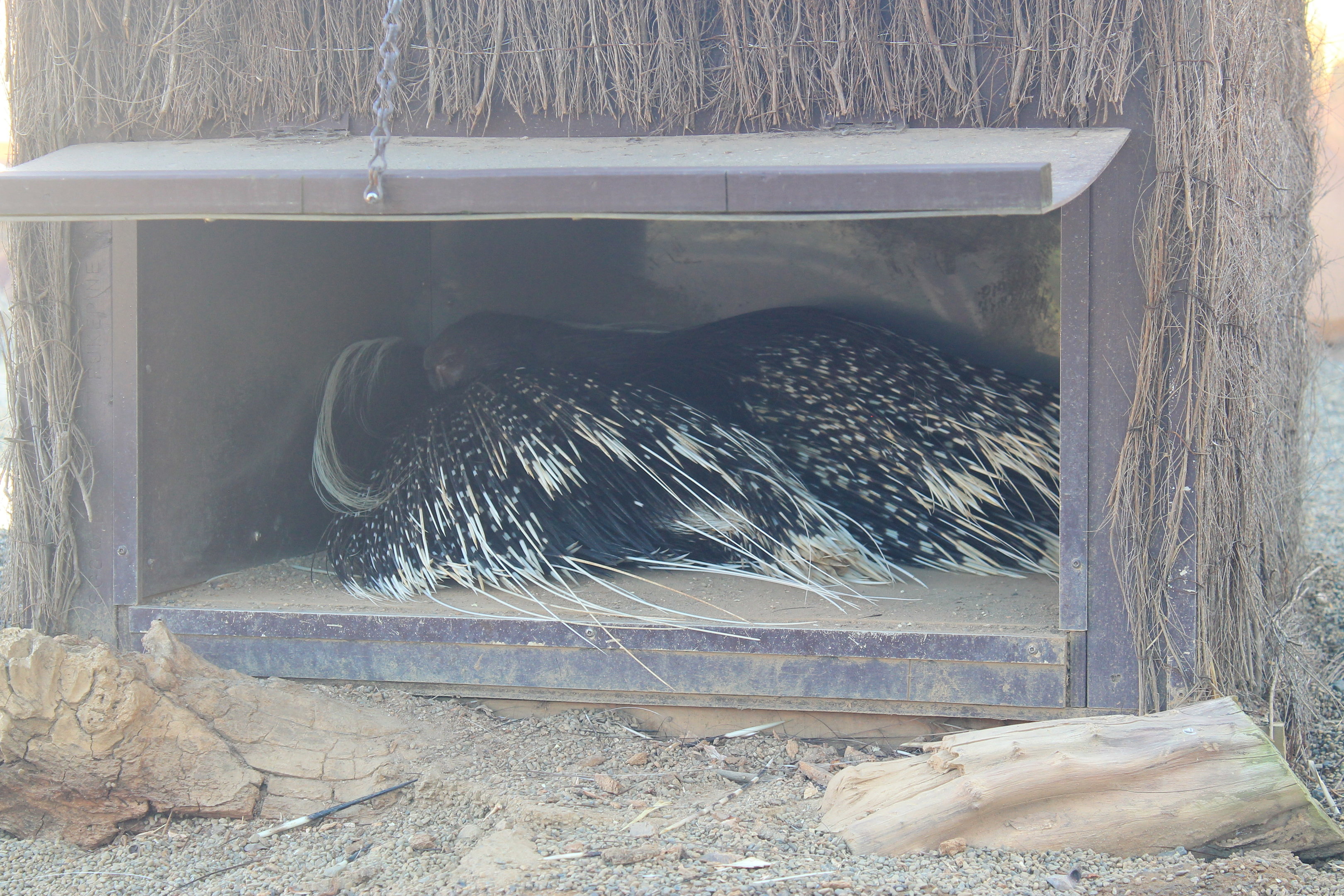South African Crested Porcupines