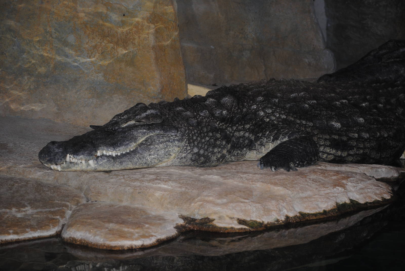 South African Crocodile
