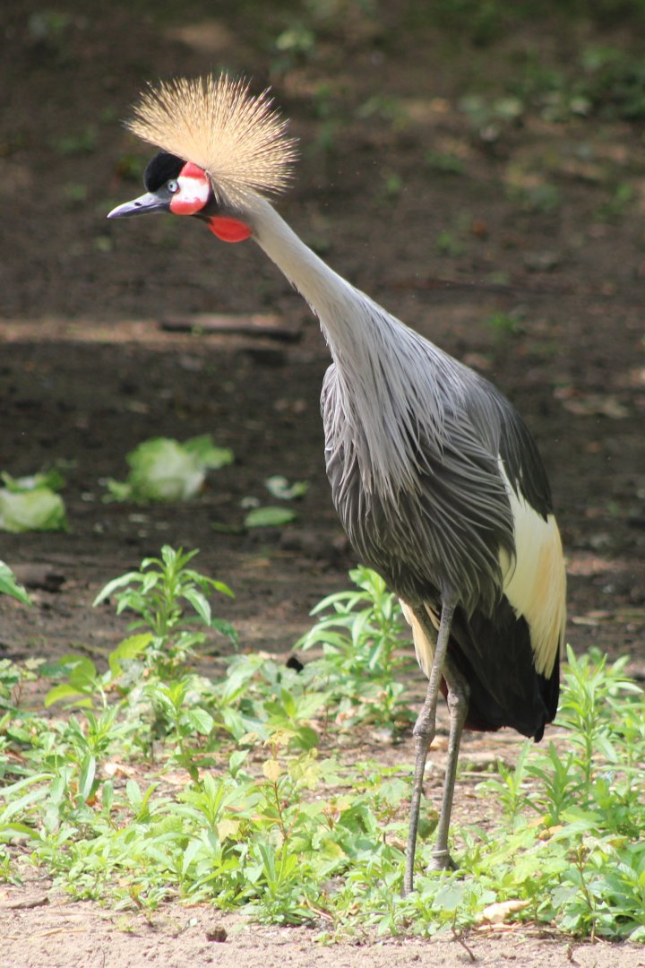 South African crowned crane